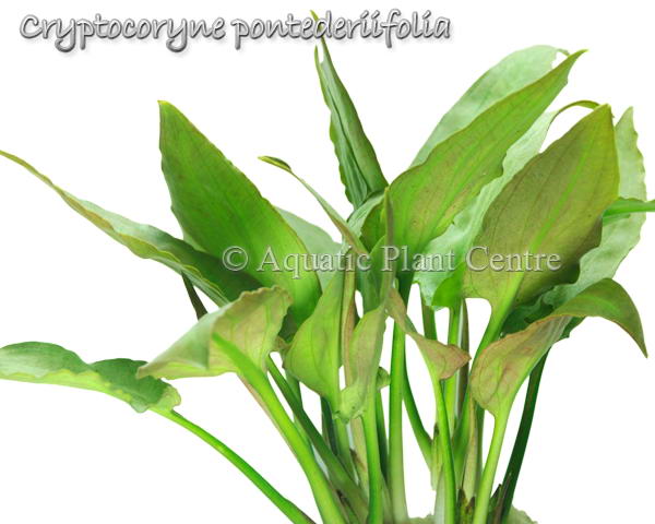 Cryptocoryne pontederiifolia