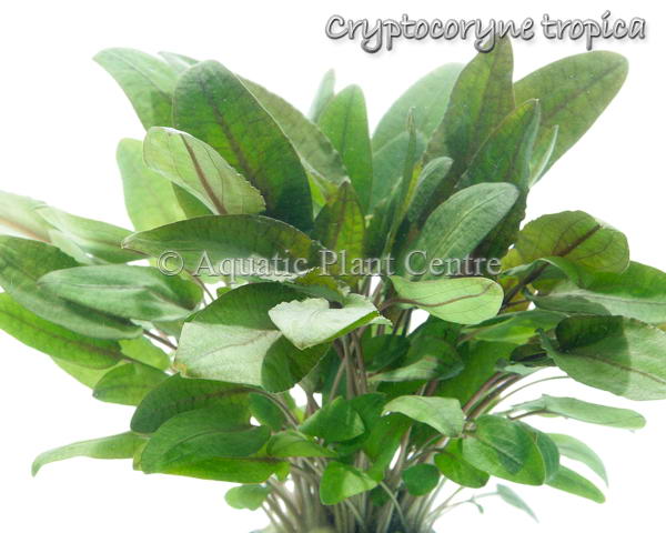 Cryptocoryne wendtii 'Tropica'