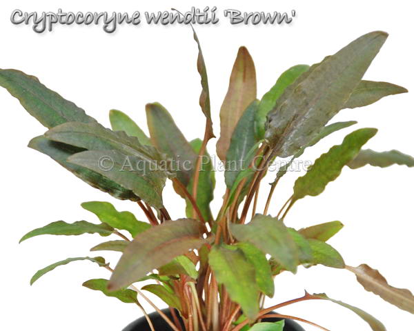 Cryptocoryne wendtii Brun (Indo)