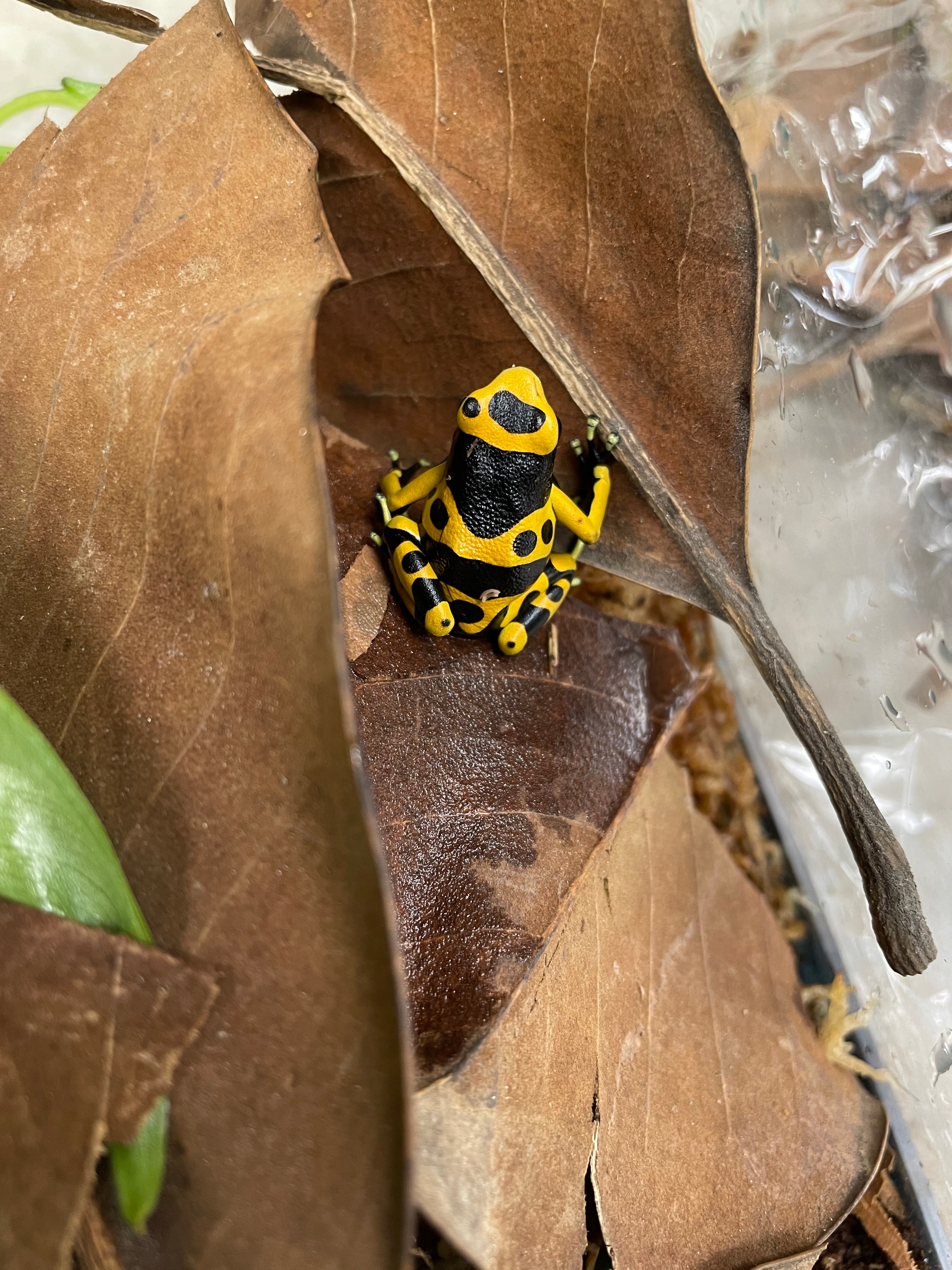Dendrobates leucomelas - Bumblebee Dart Frog