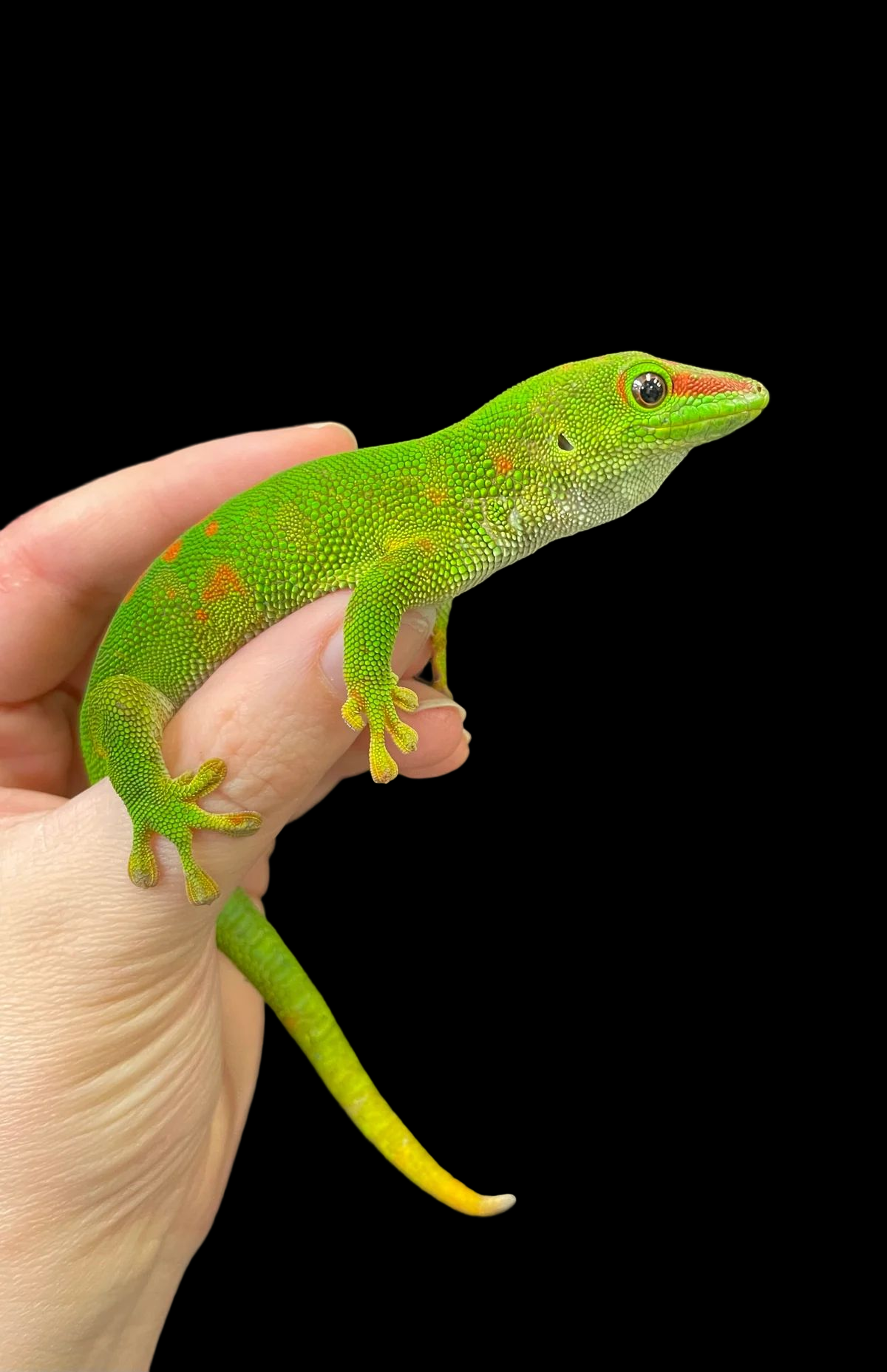 Gecko diurne géant