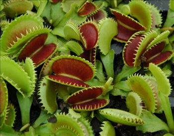 Venus Flytrap 'Dente'