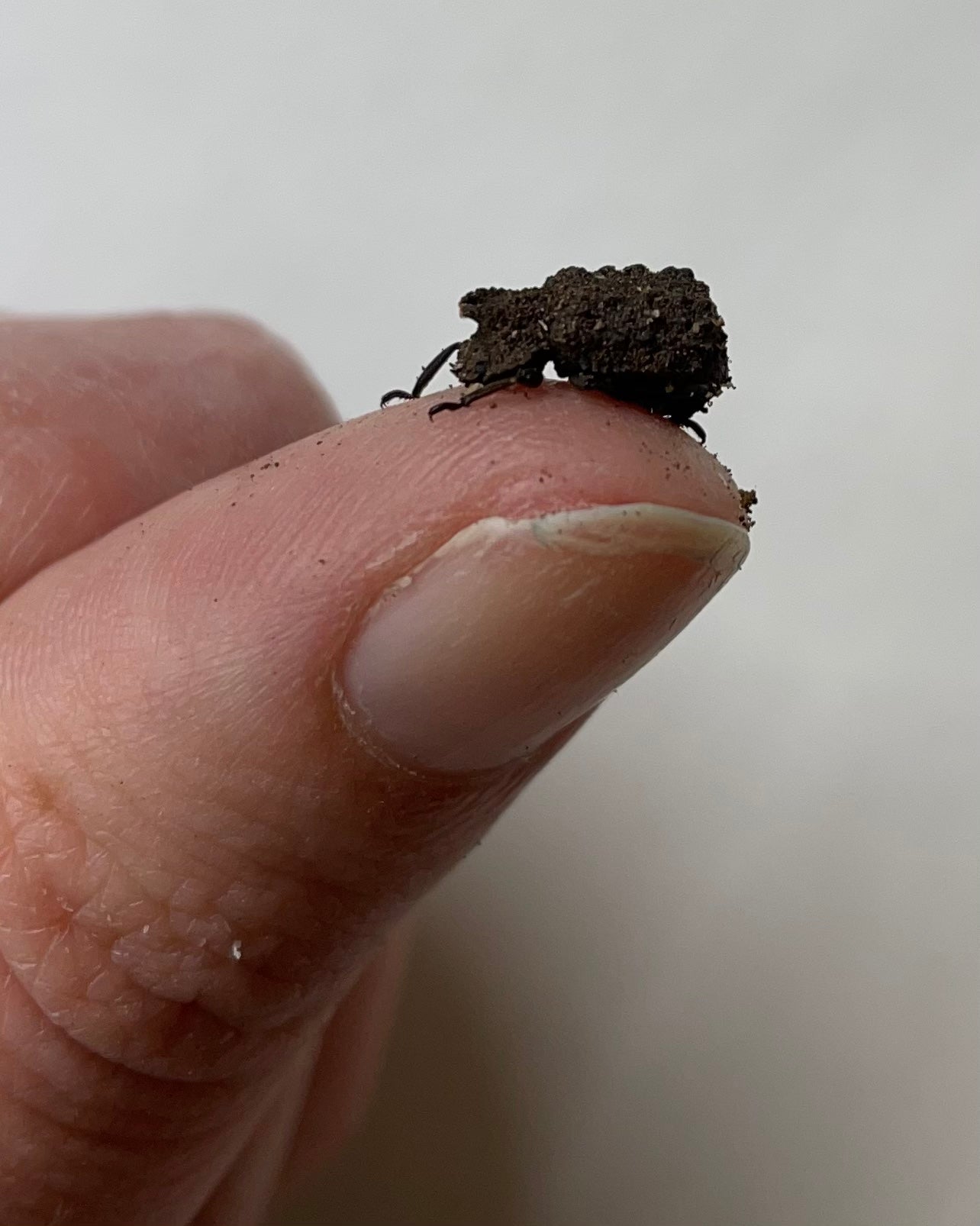 Coléoptère des champignons