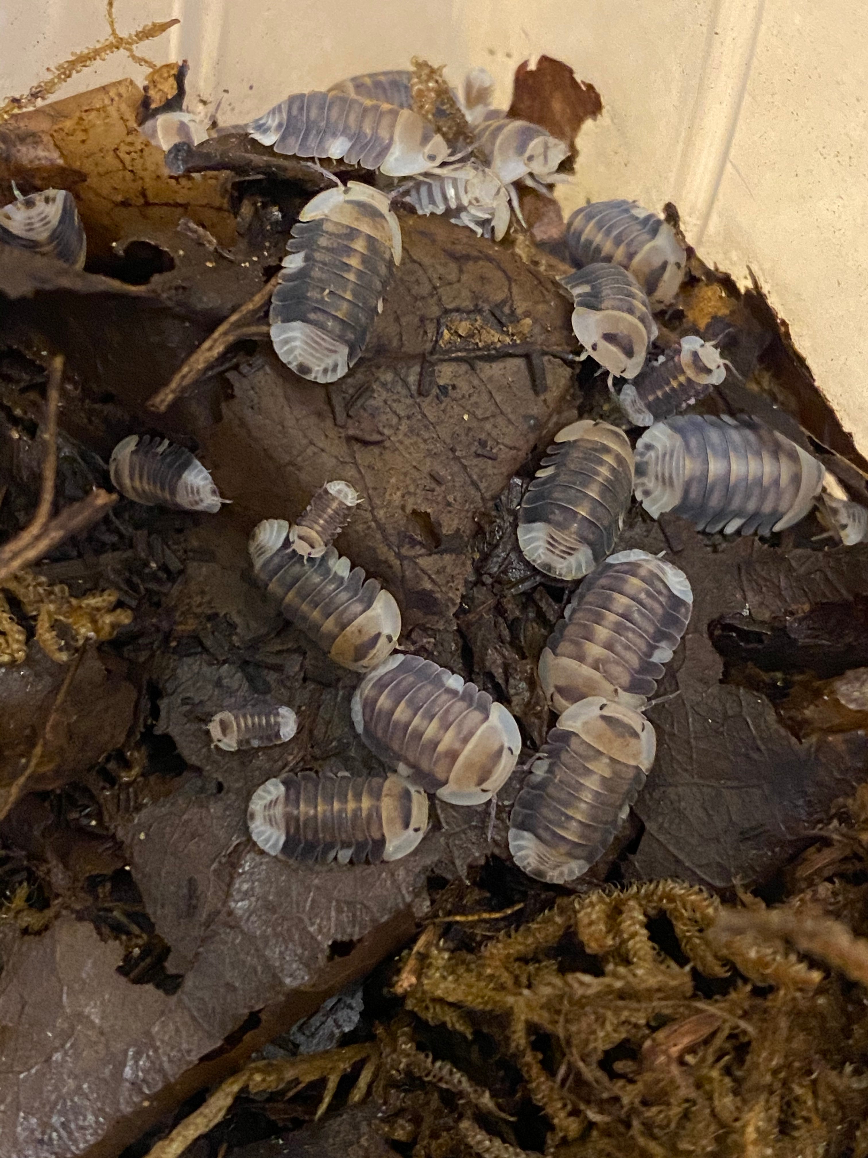 Cubaris sp. (White Ducky Isopod)