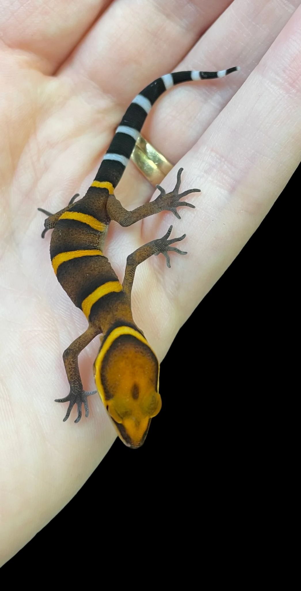 Bawangling Cave Gecko (Goniurosaurus bawanglingensis)