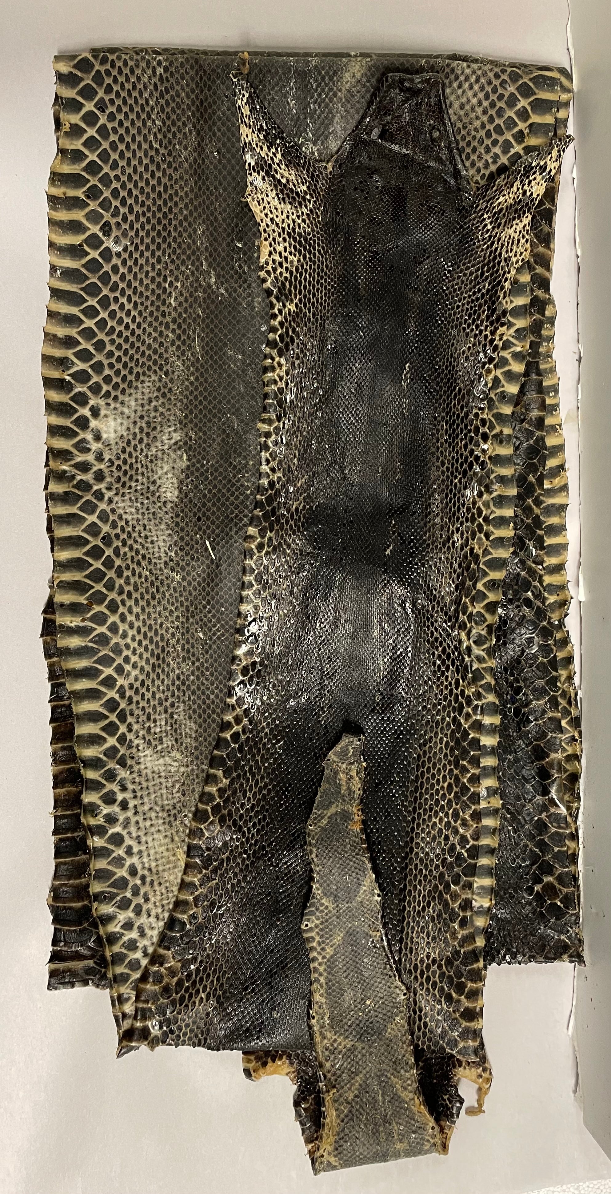 Melanistic Boa Constrictor - Prepared Skin