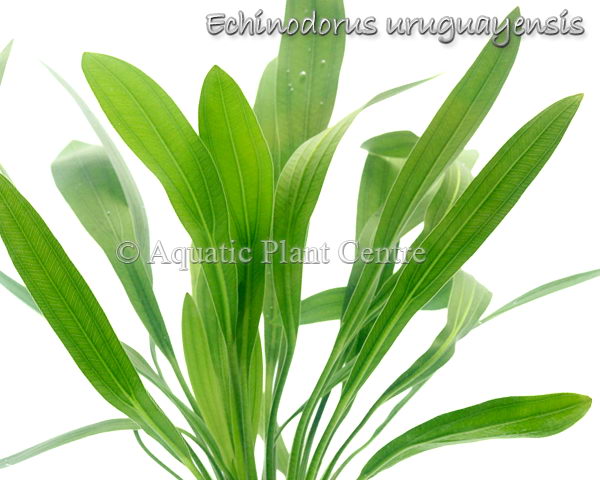 Echinodorus uruguayensis 【AZ1110-9】 Echinodorus Uruguayensis 'Tricolor' for Sale | Aquarium