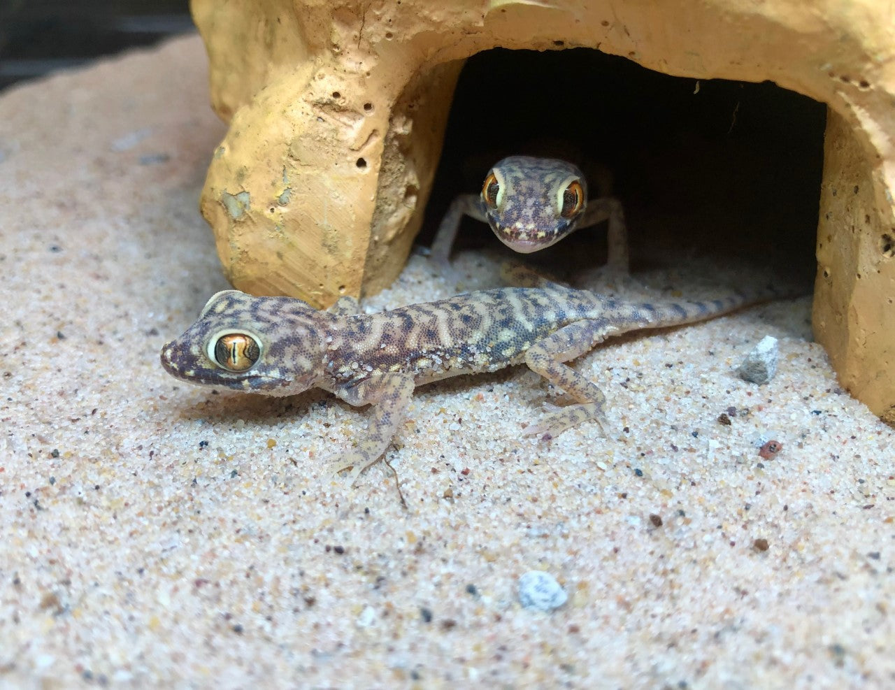 Dune Gecko (Stenodactylus sthenodactylus)