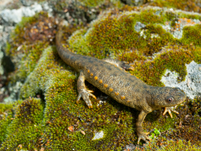 Spanish Ribbed Newt CBB