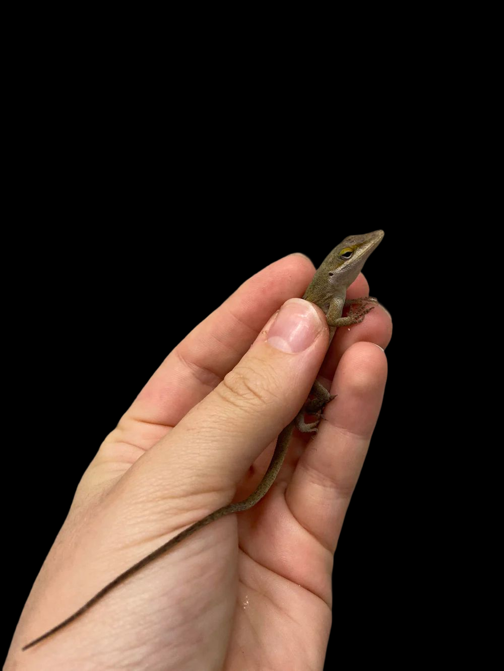 Green Anole (Anolis carolinensis)