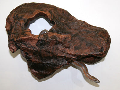 Cachette moyenne Magnaturals