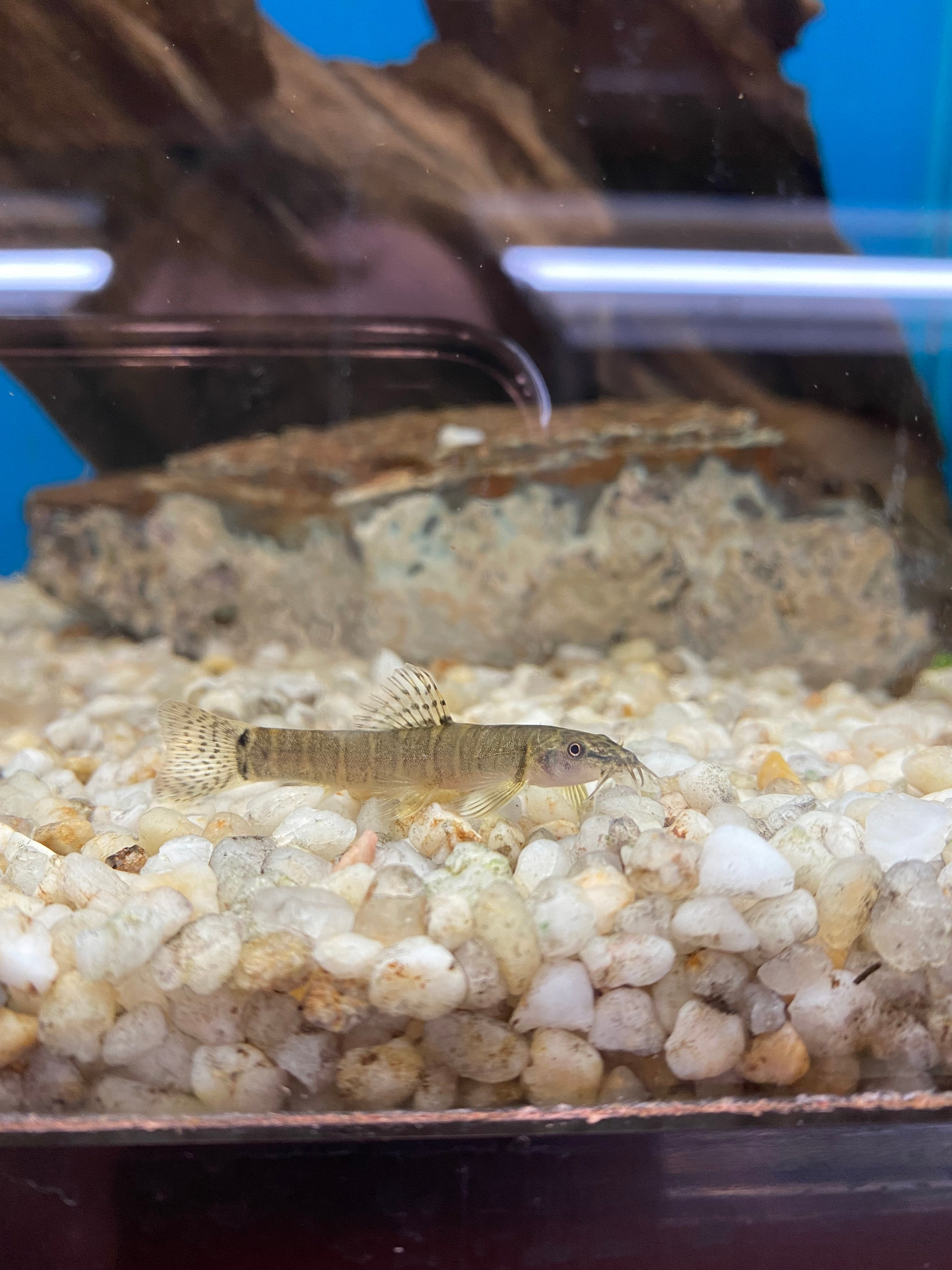 Thai Mountain Loach