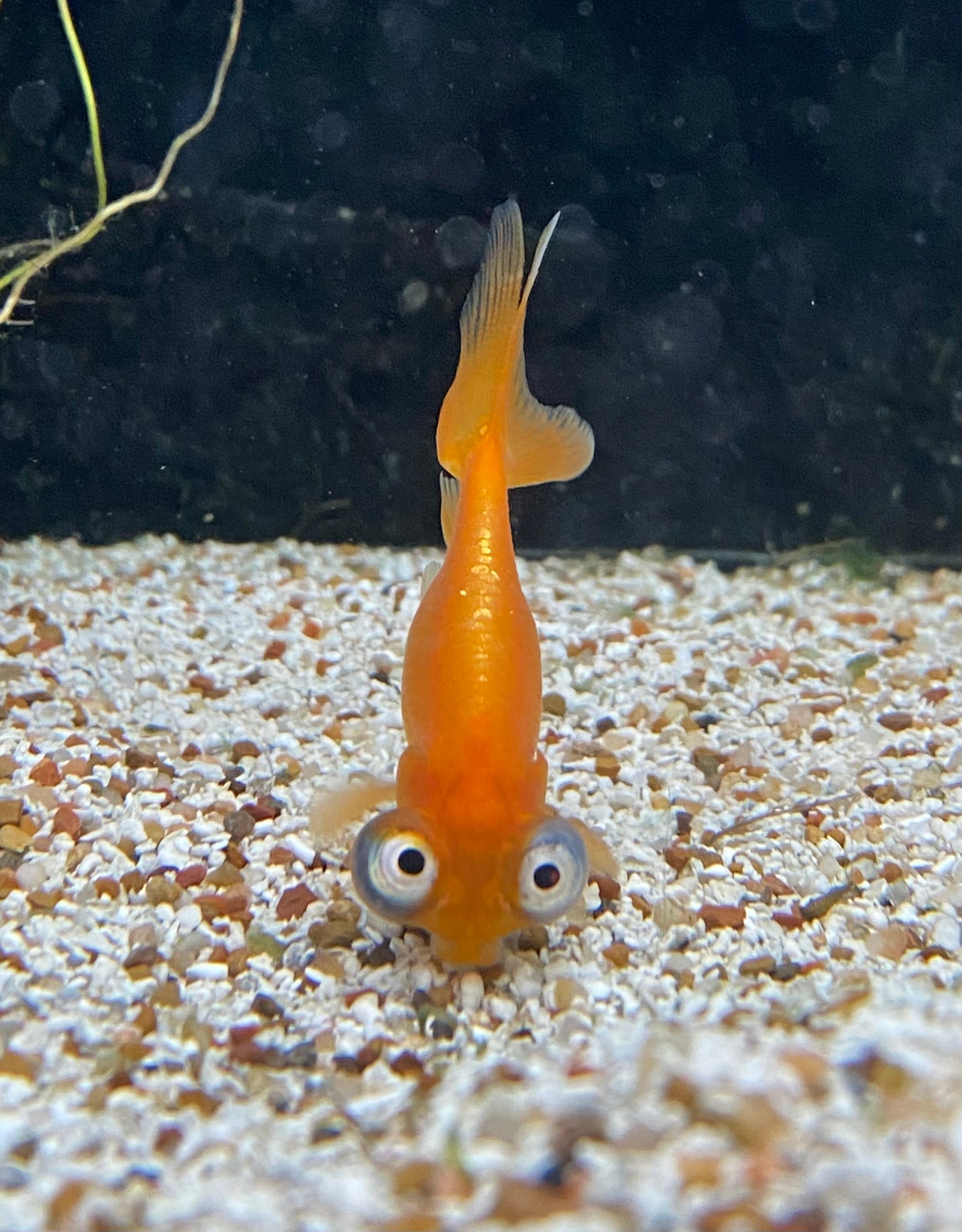 Celestial Goldfish