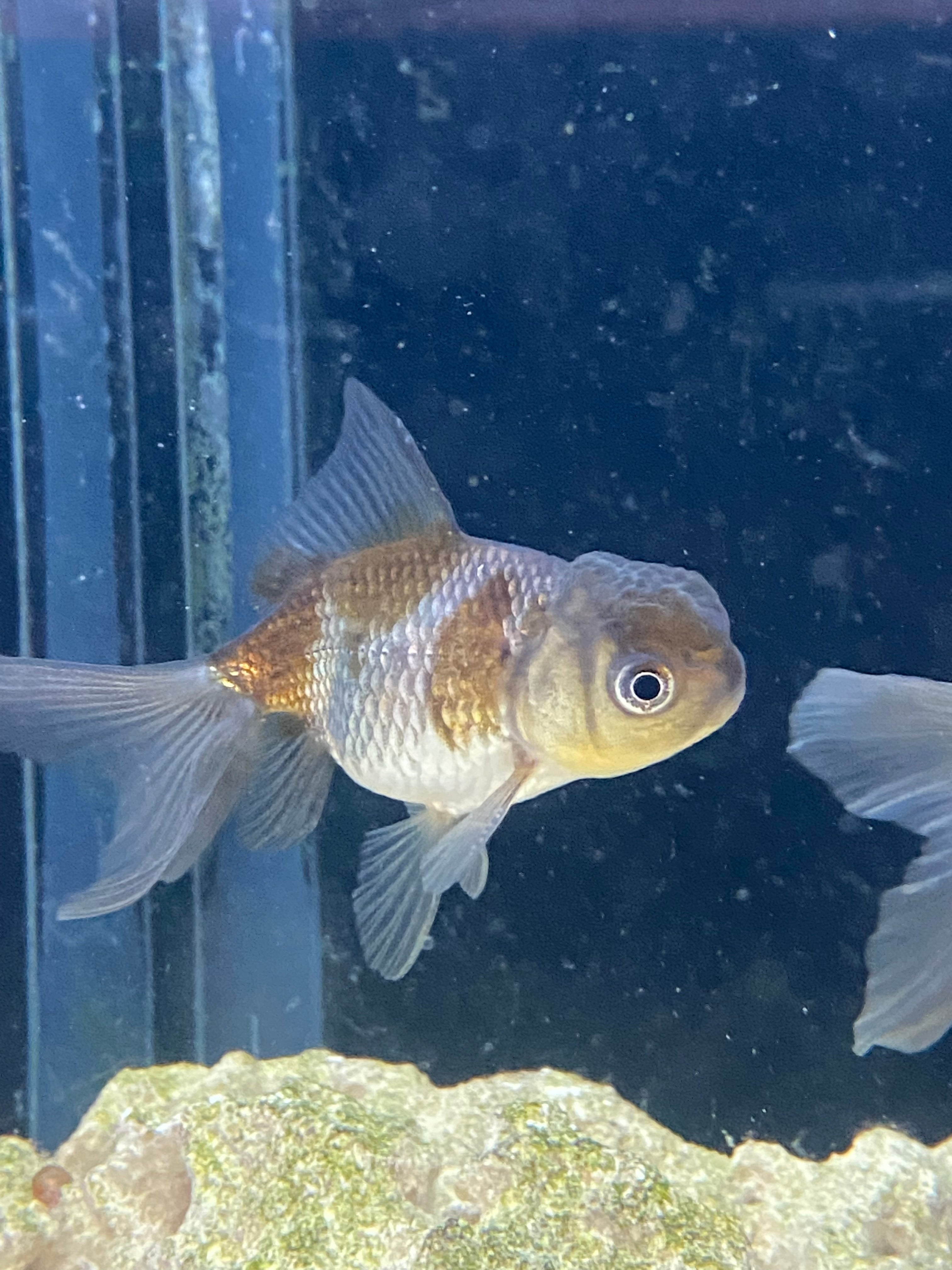 Poisson rouge bleu Oranda