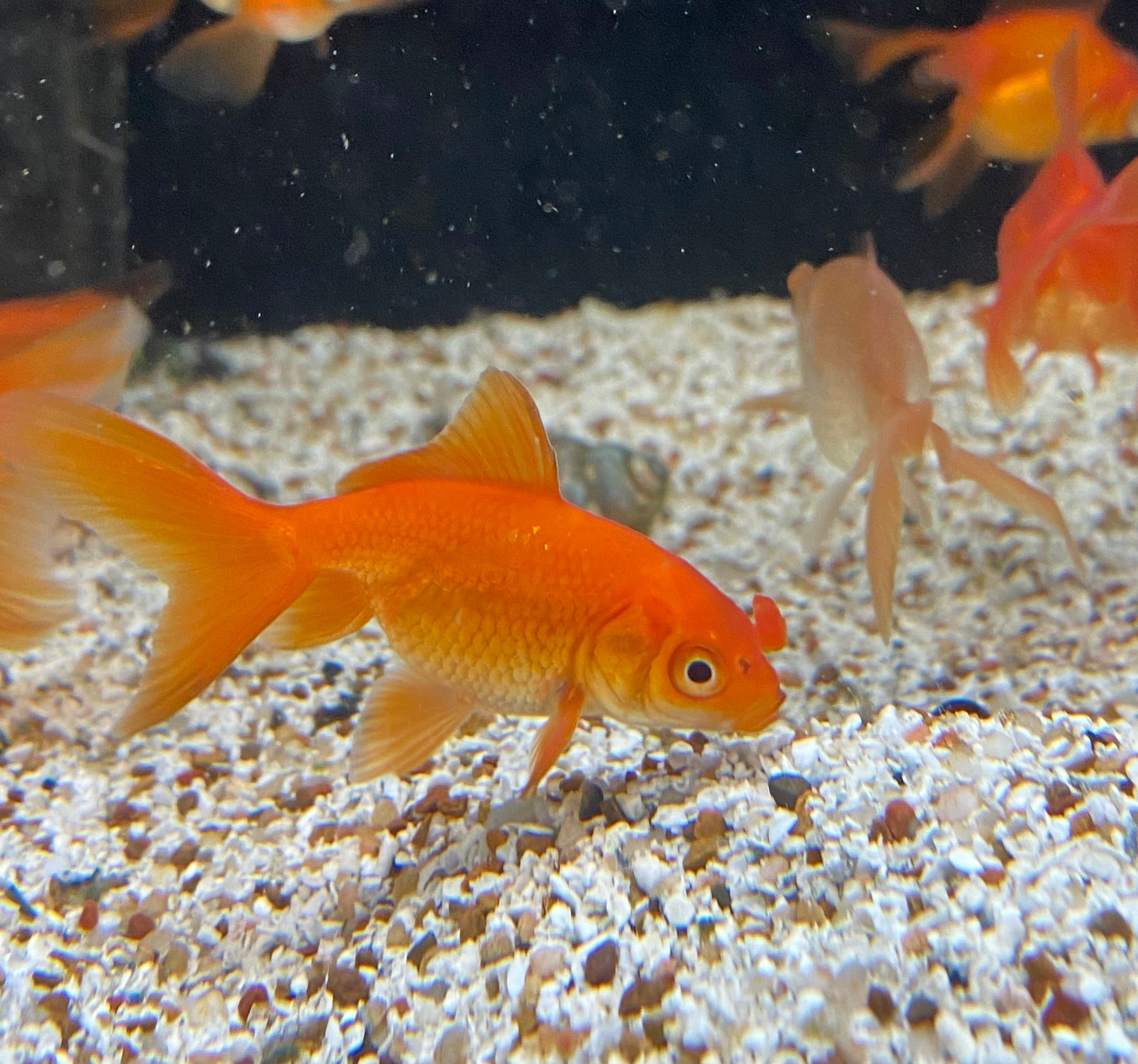 Pom-Pom Oranda Goldfish