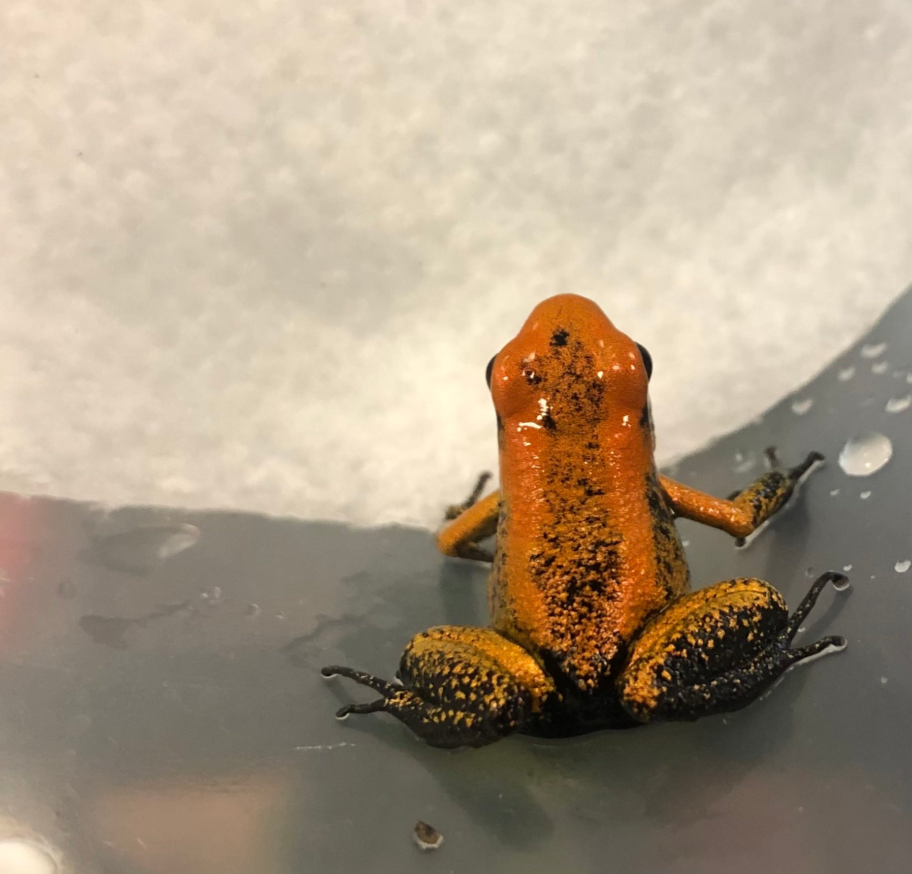 Phyllobates terribilis "Orange pied-noir"