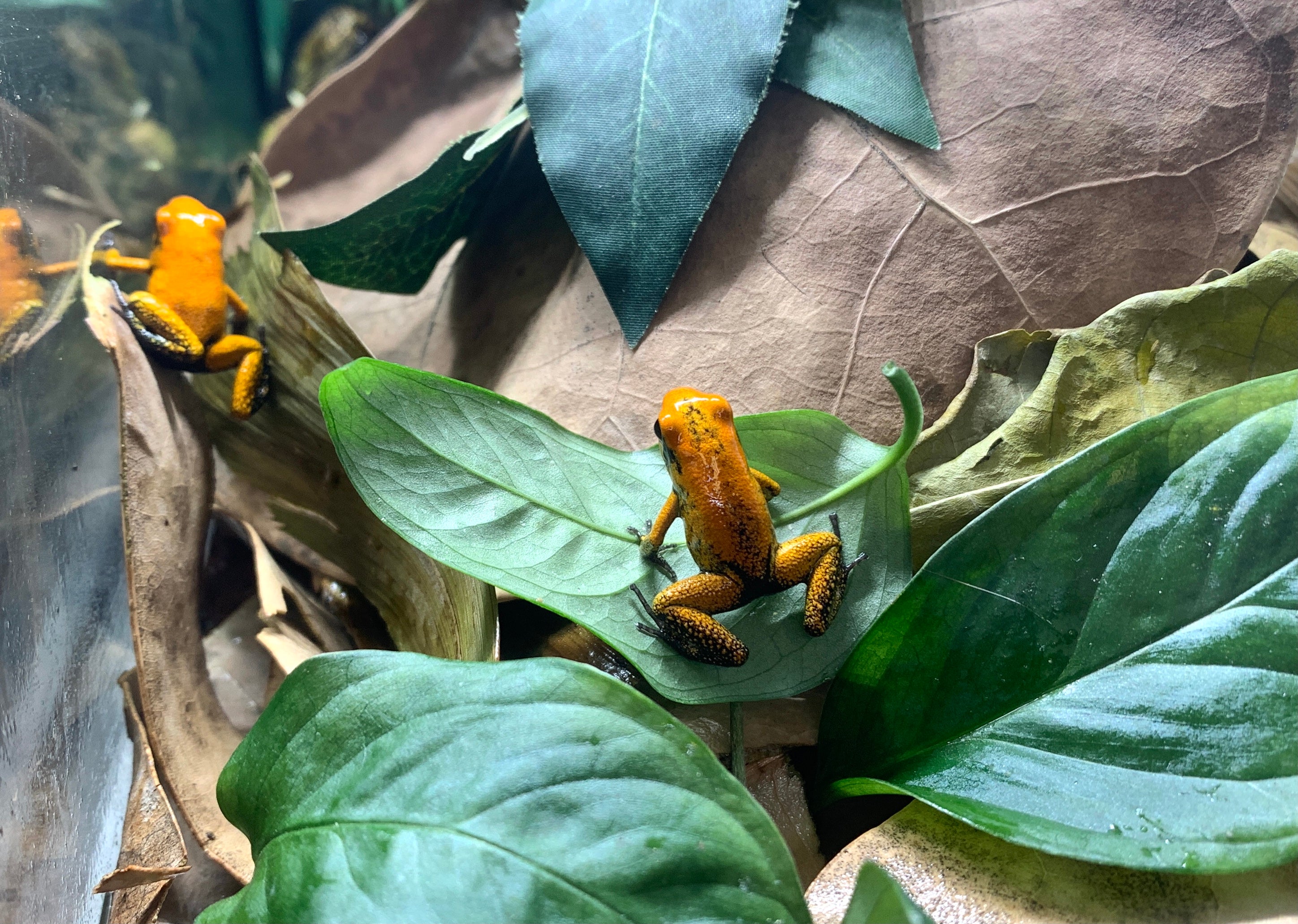 Phyllobates terribilis "Orange pied-noir"