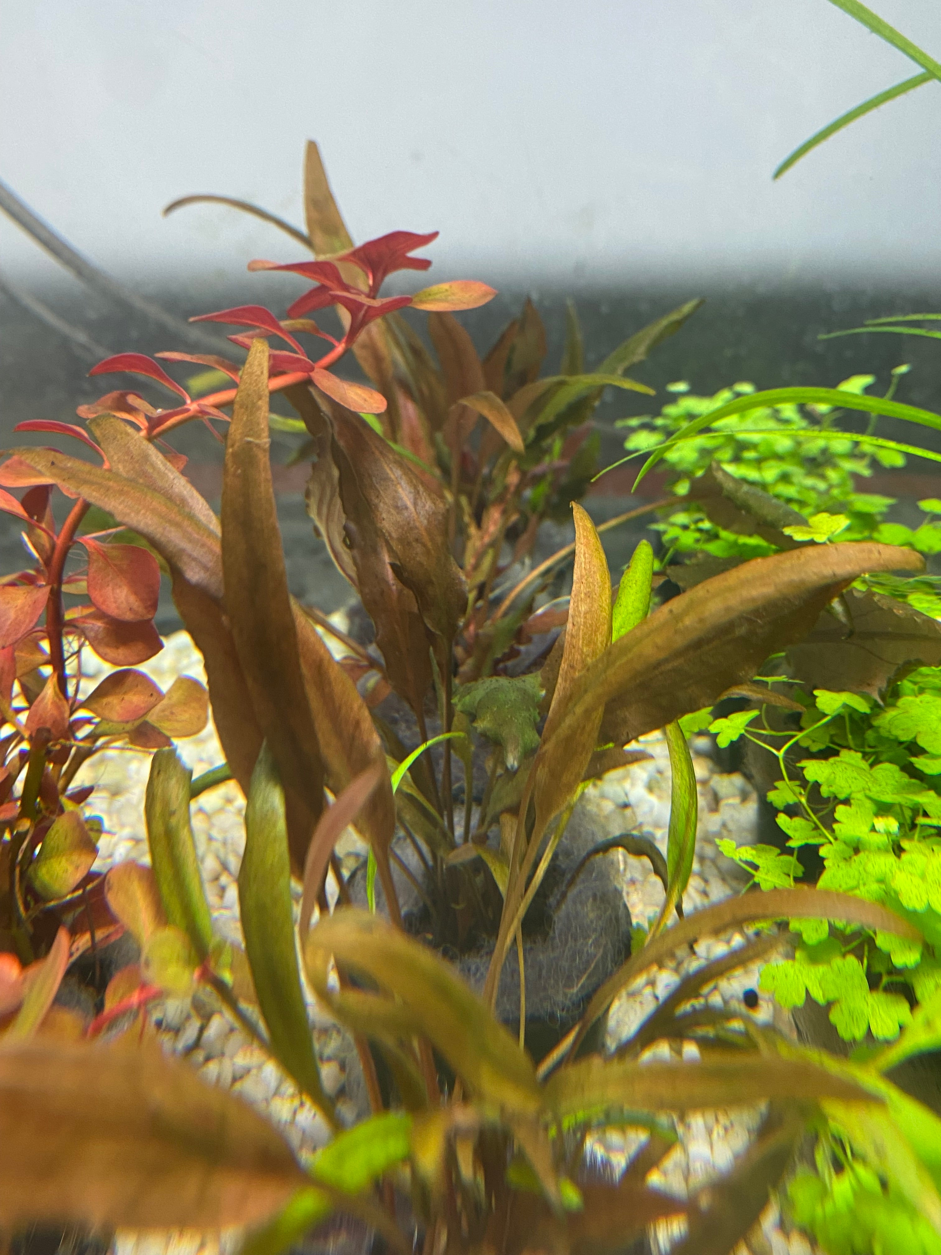 Cryptocoryne wendtii 'Rouge'