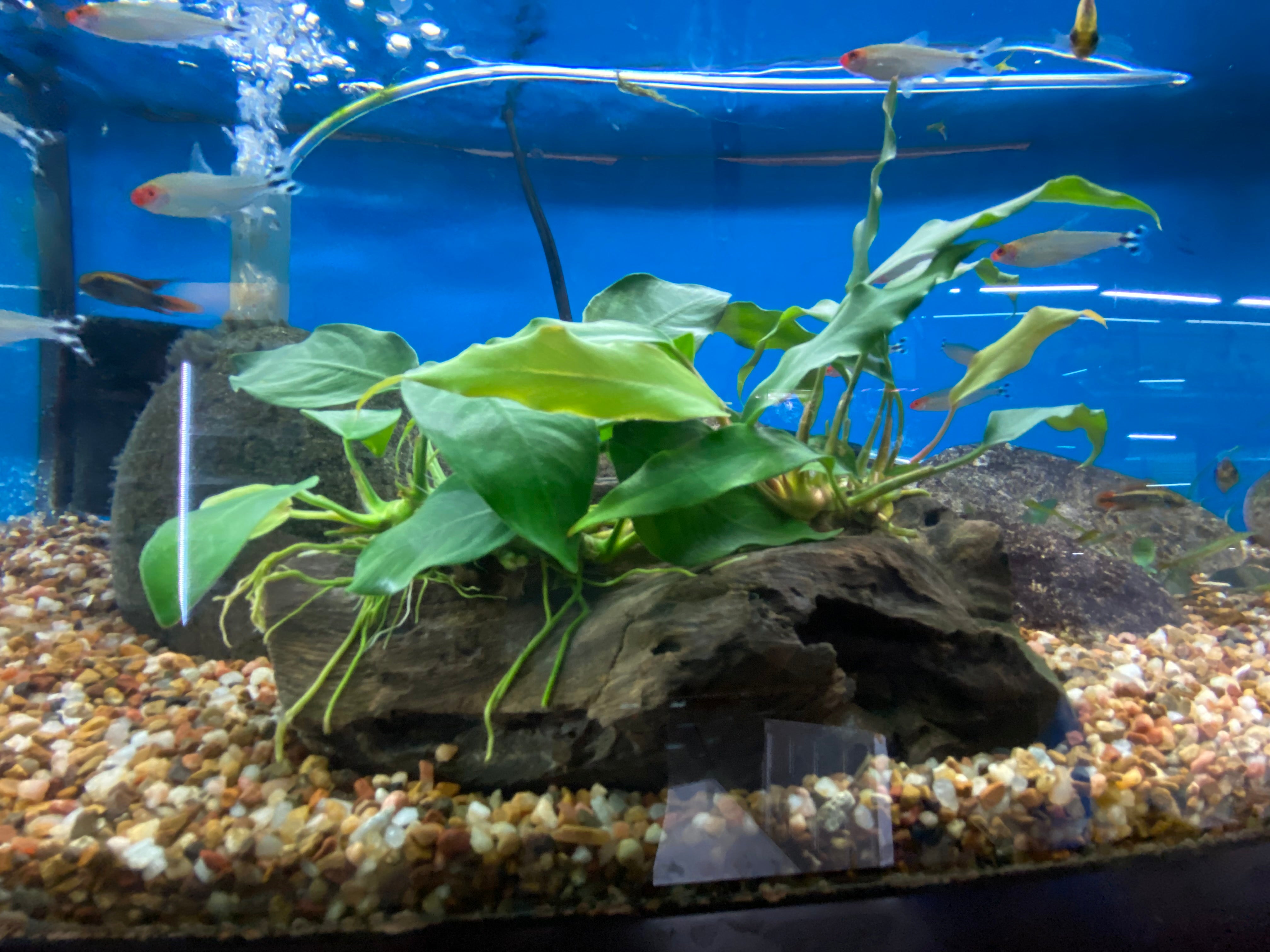Anubias minima & Anubias nana on Large Driftwood