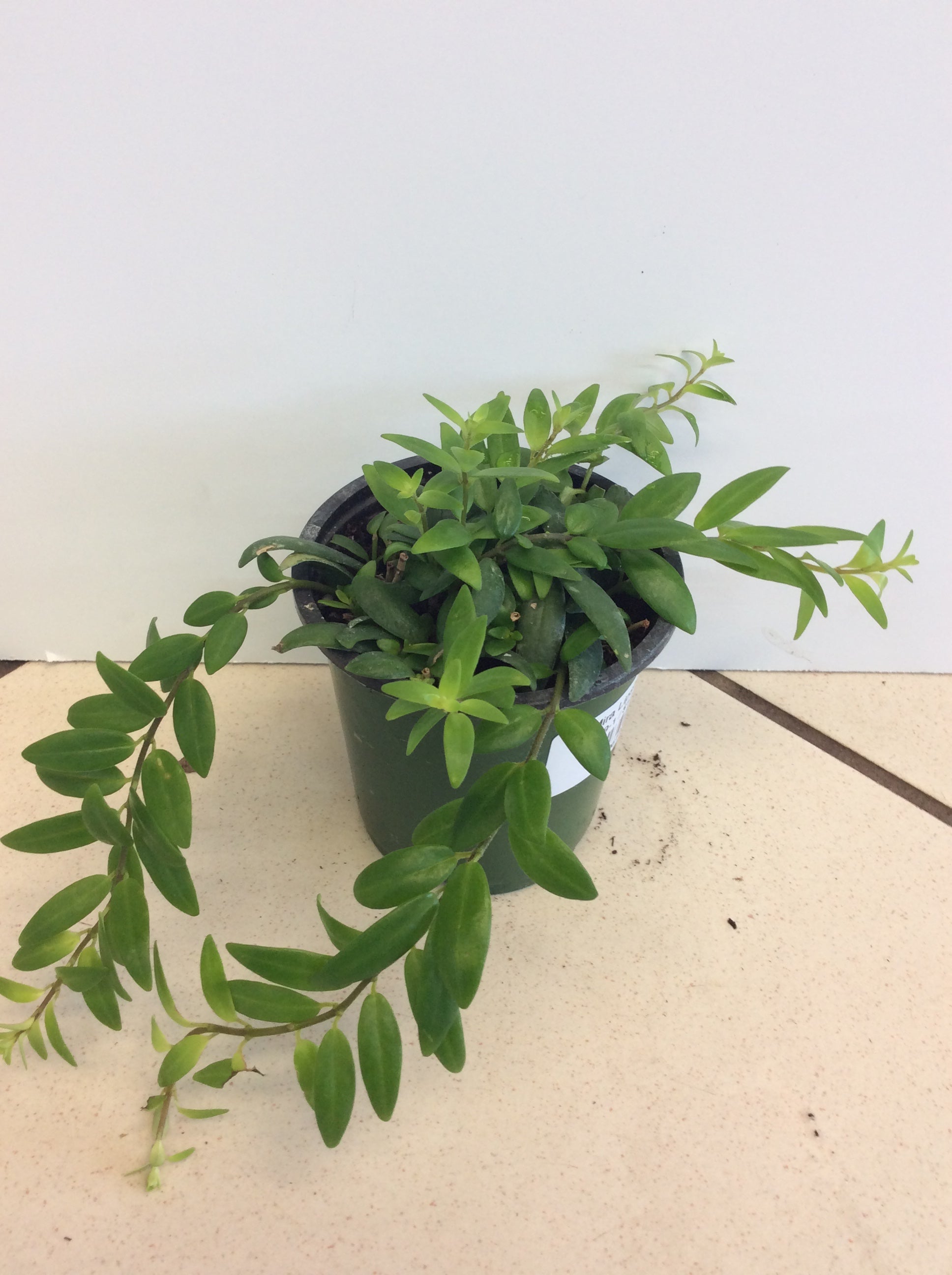 Rouge à lèvres Vine