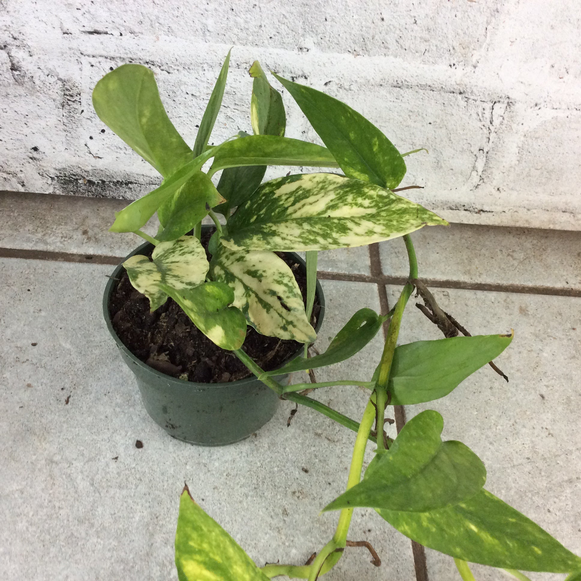 pothos neon variegated Epipremnum pinnatum Neon Variegated