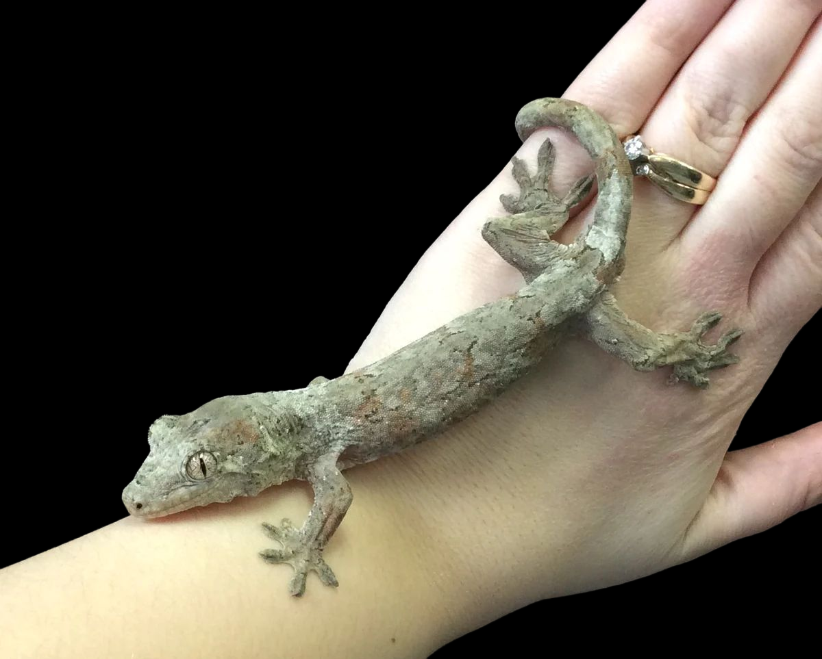 Gecko Chahoua (Île des Pins)