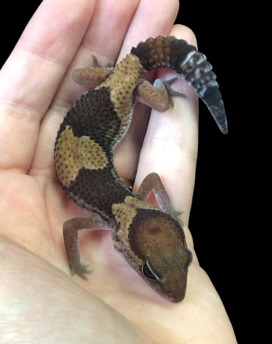 Gecko africain à grosse queue (Het Oreo Patternless Stinger)