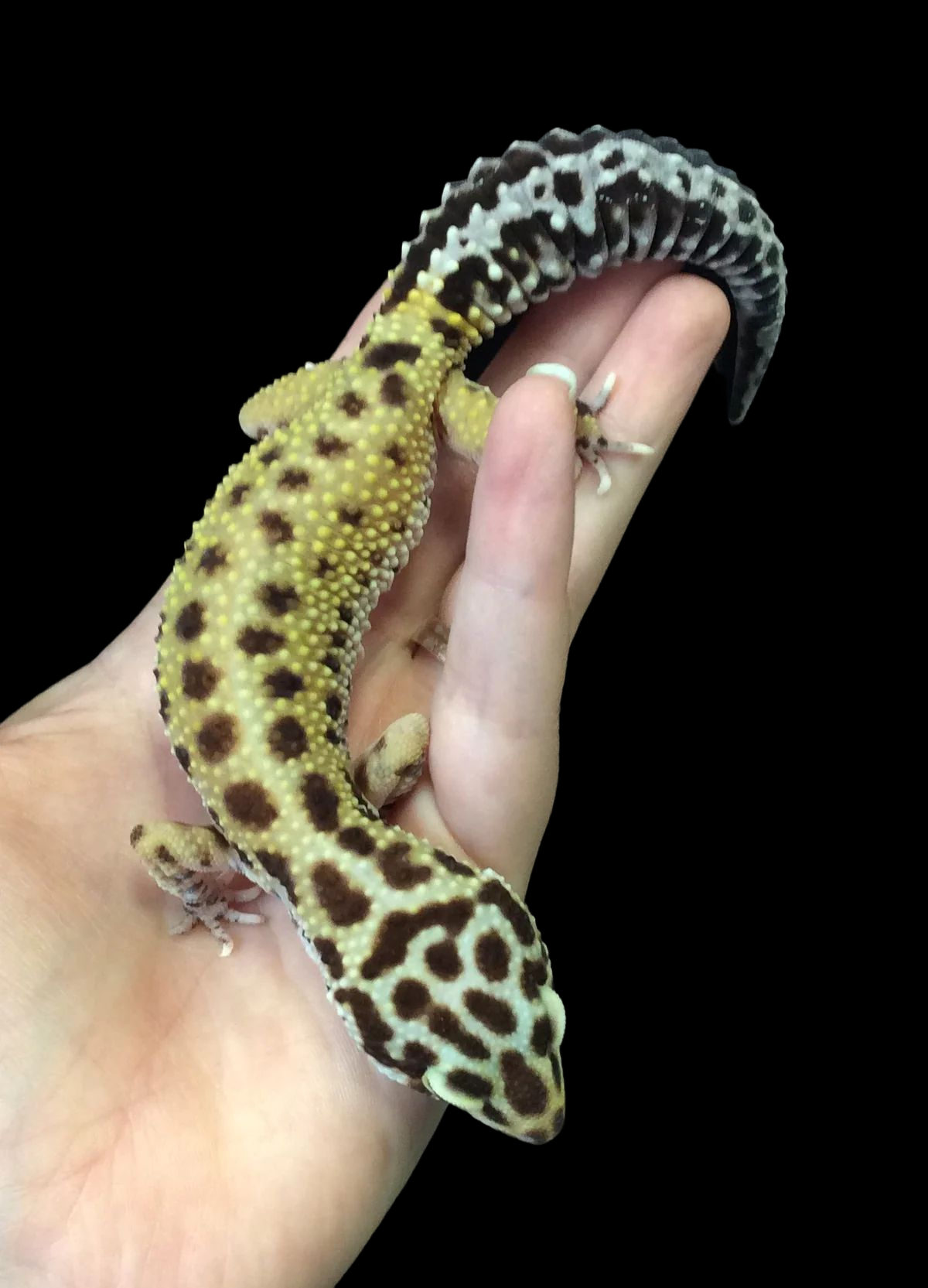 Leopard Gecko (Bold Stripe) CBB