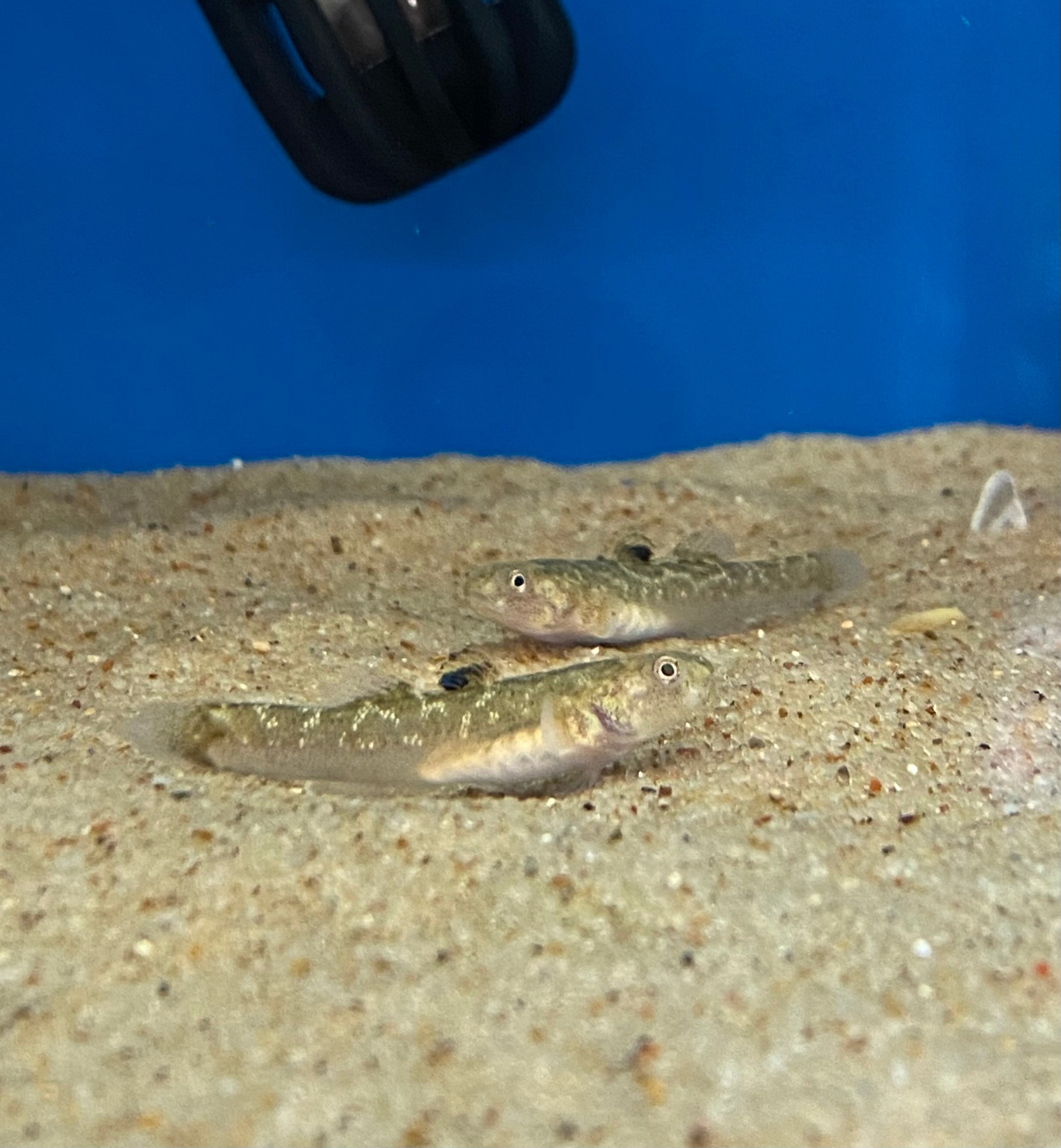 Australian Desert Goby
