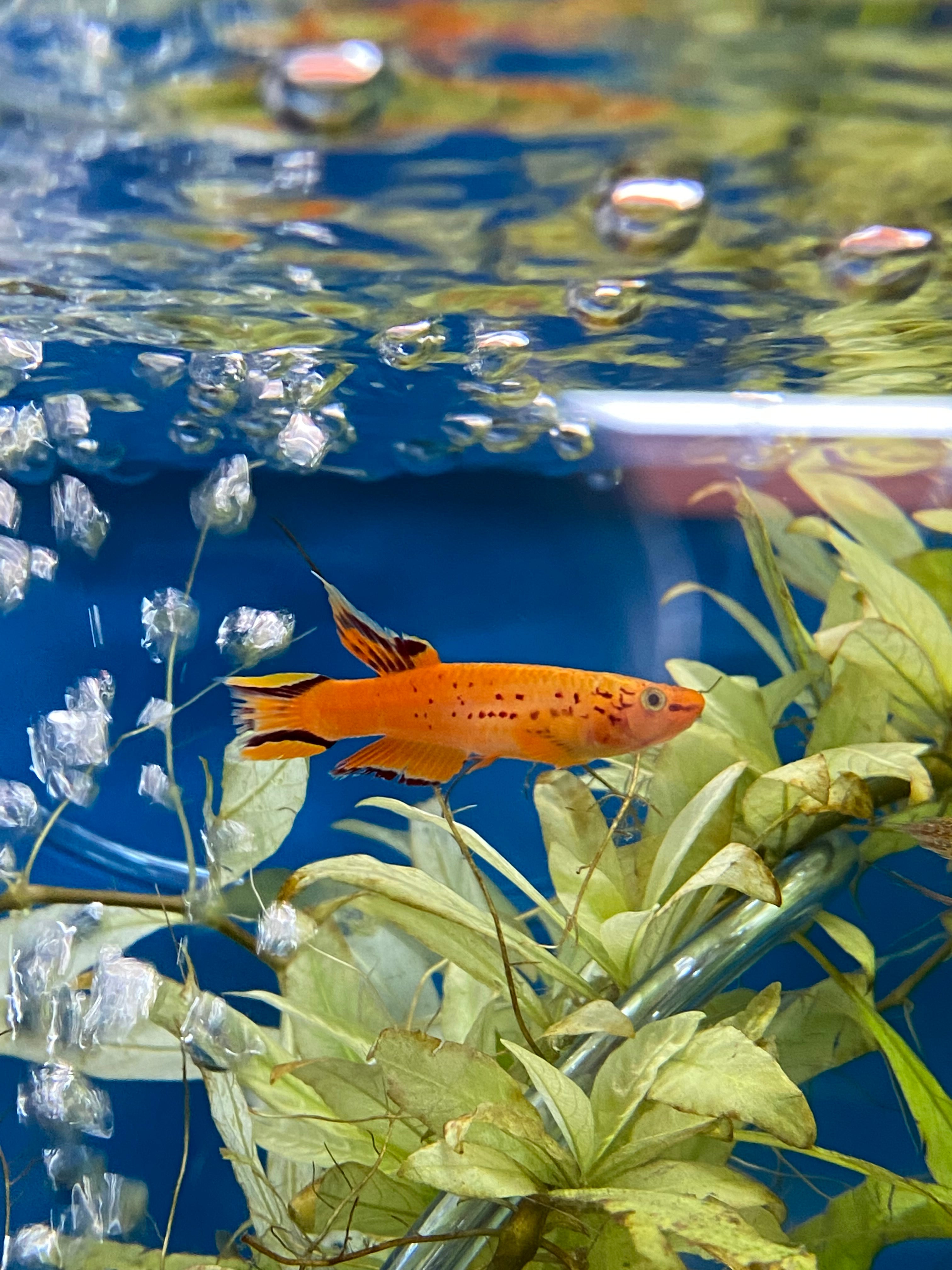 Aphysemion australe 'Hjersseni'