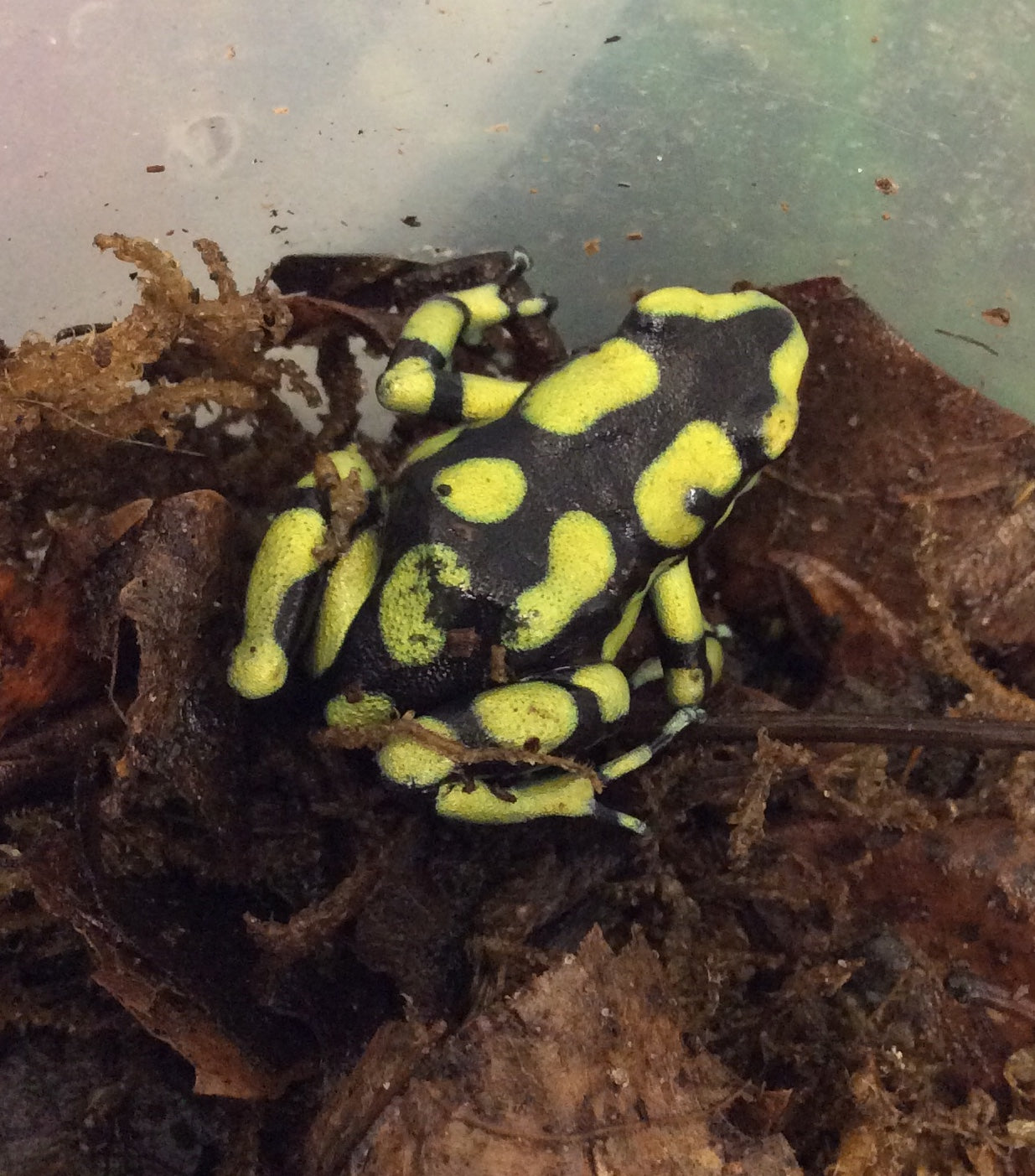 Dendrobates auratus 'Capurgana jaune colombien'