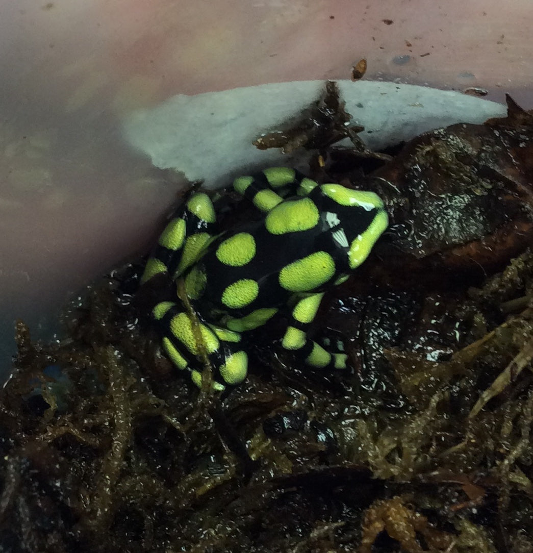 Dendrobates auratus 'Capurgana jaune colombien'