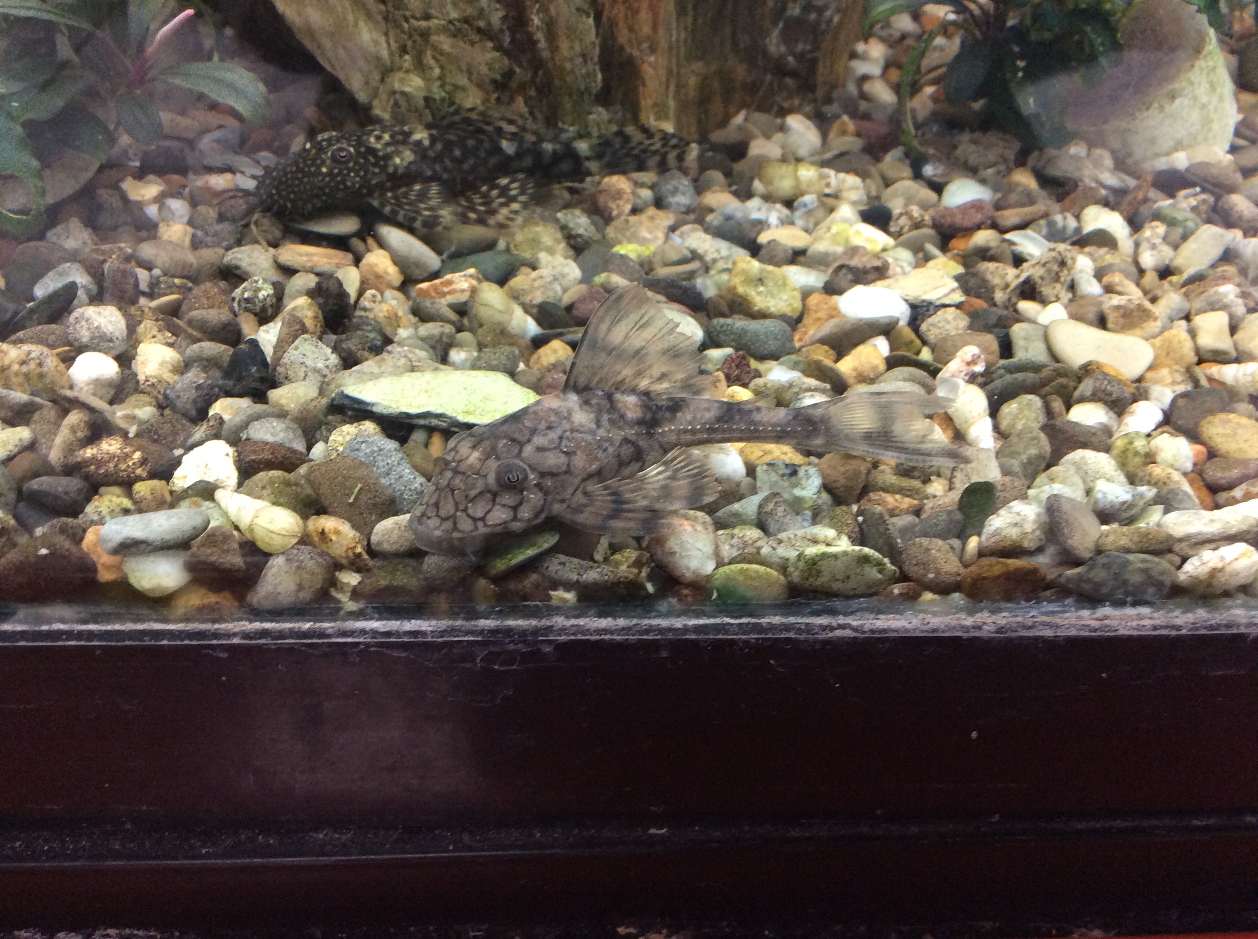 L037 Honeycomb Pleco