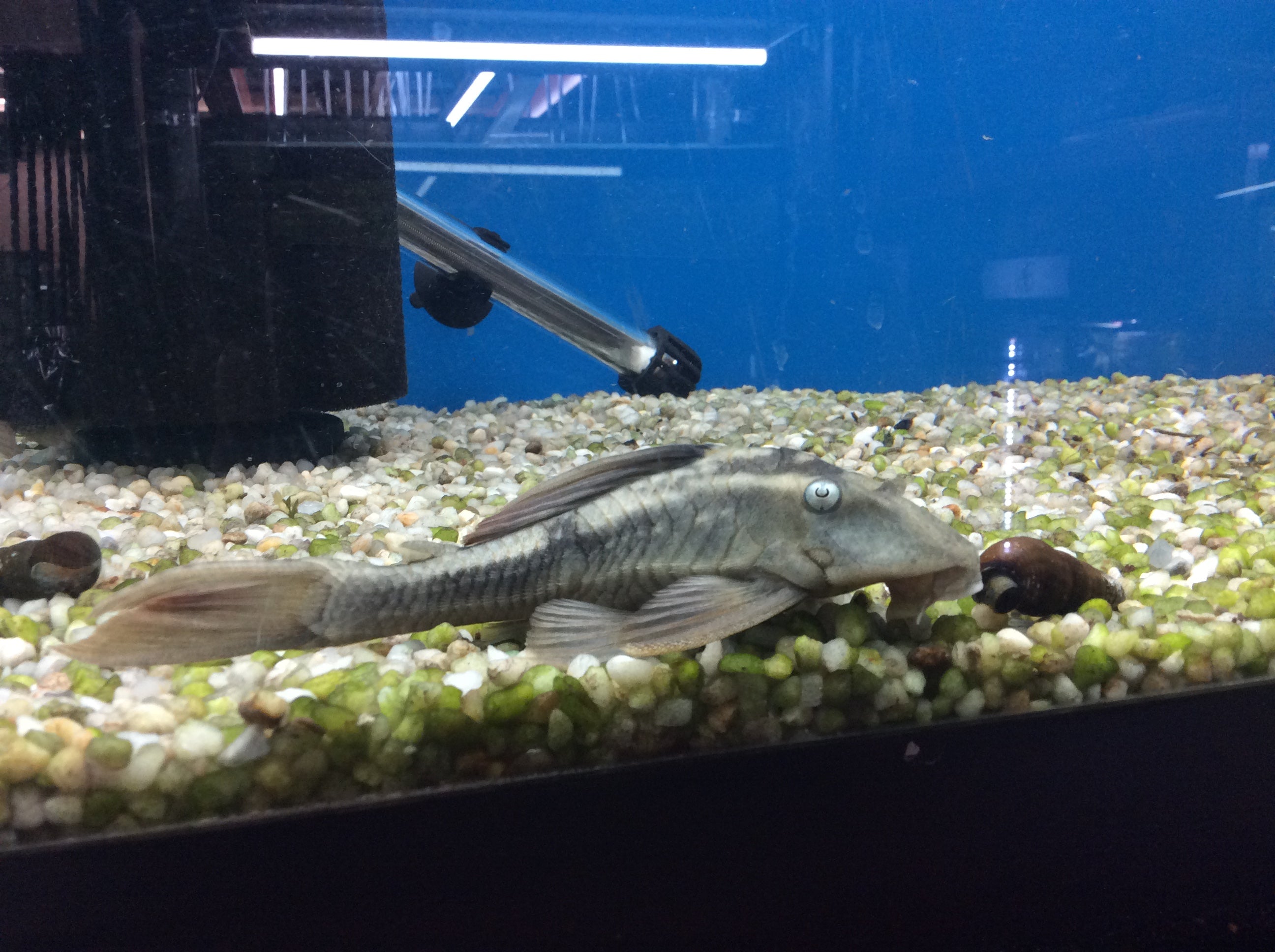 L137 Pleco à nageoires rouges aux yeux bleus