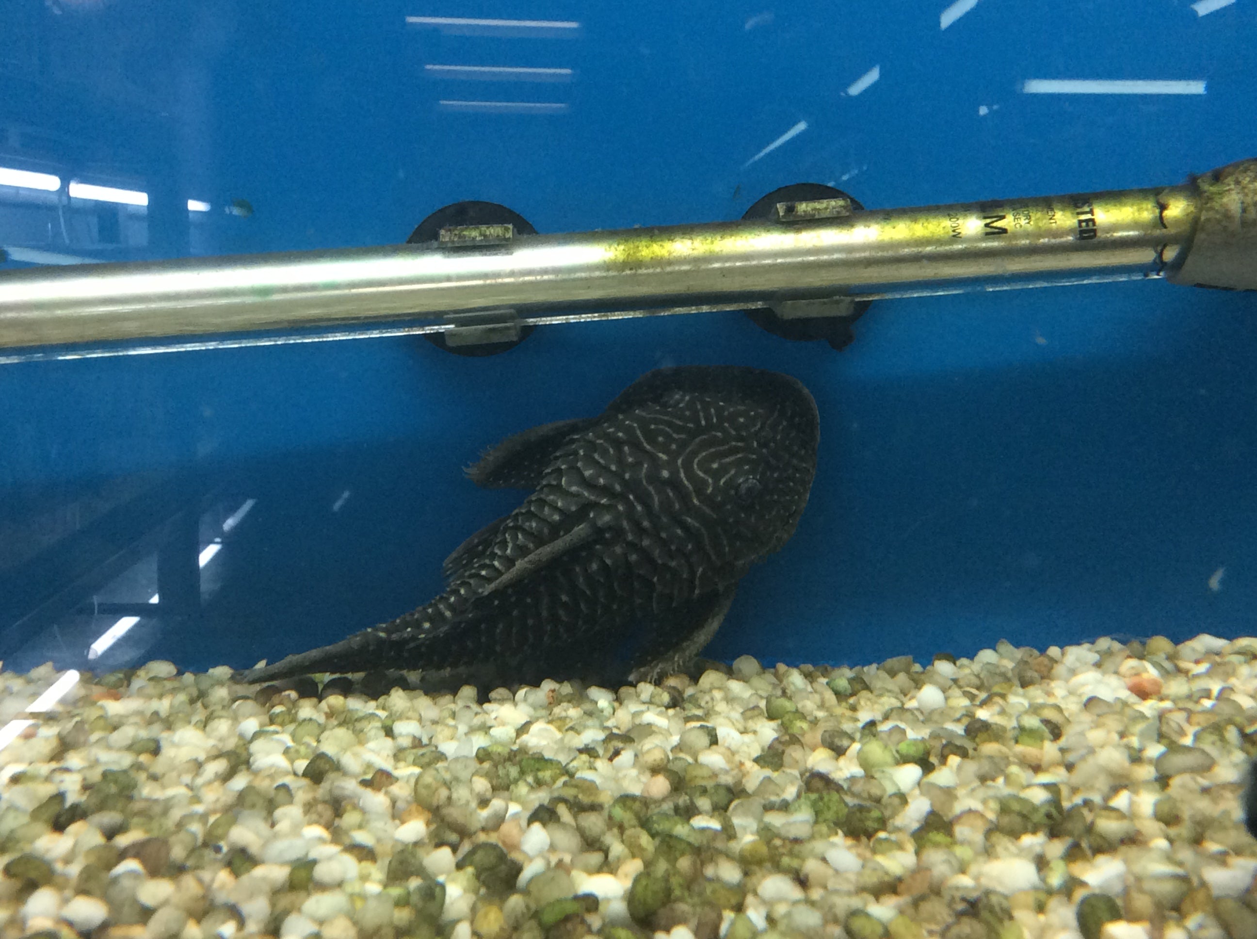 LDA46 Araguaia Chubby Pleco