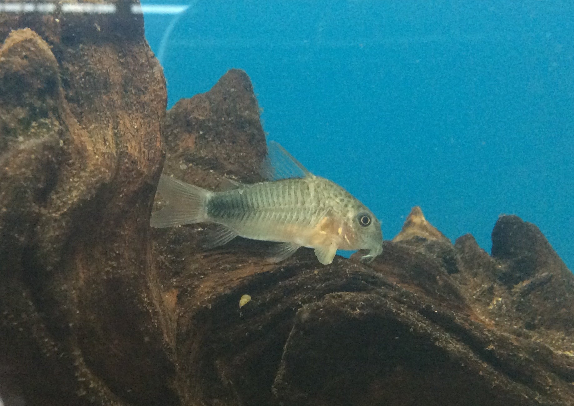 Corydoras tachetés