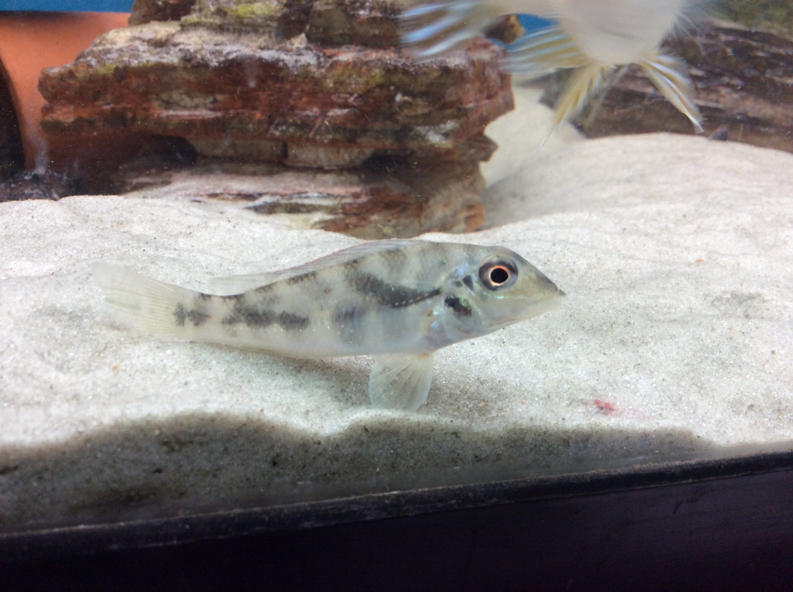 Rétroculus lapidifer