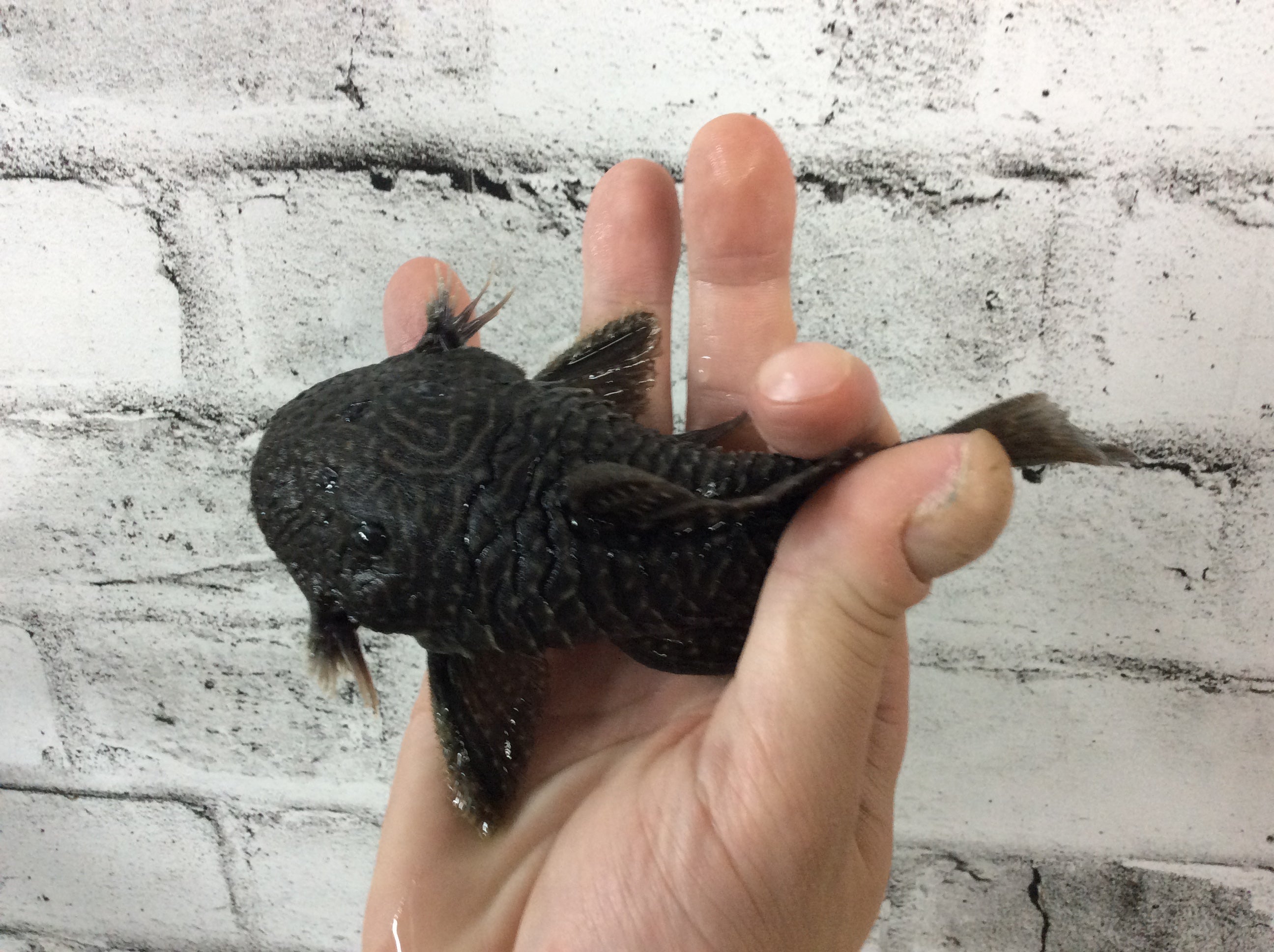 LDA46 Araguaia Chubby Pleco