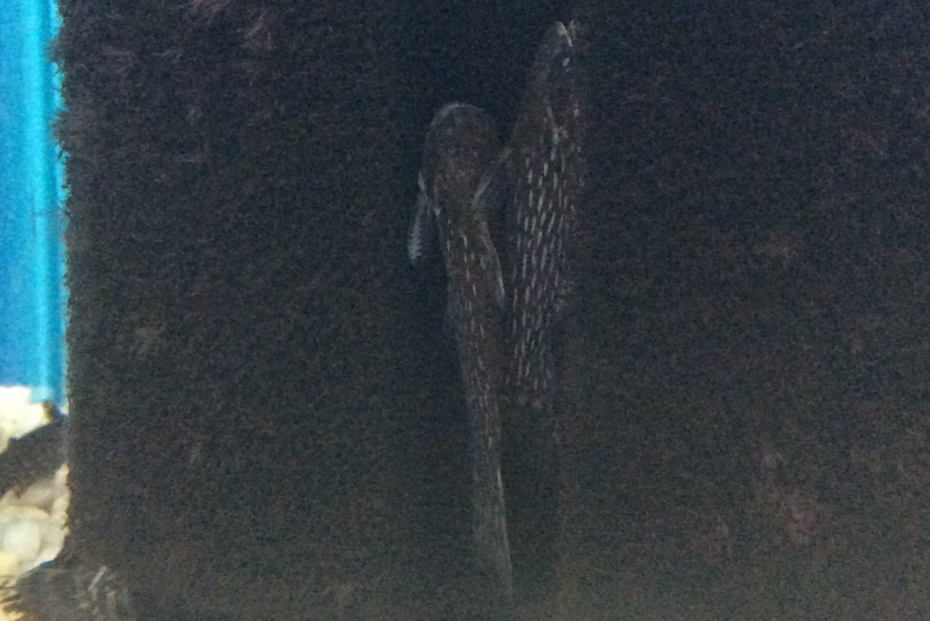 Chat des bois de la Voie lactée