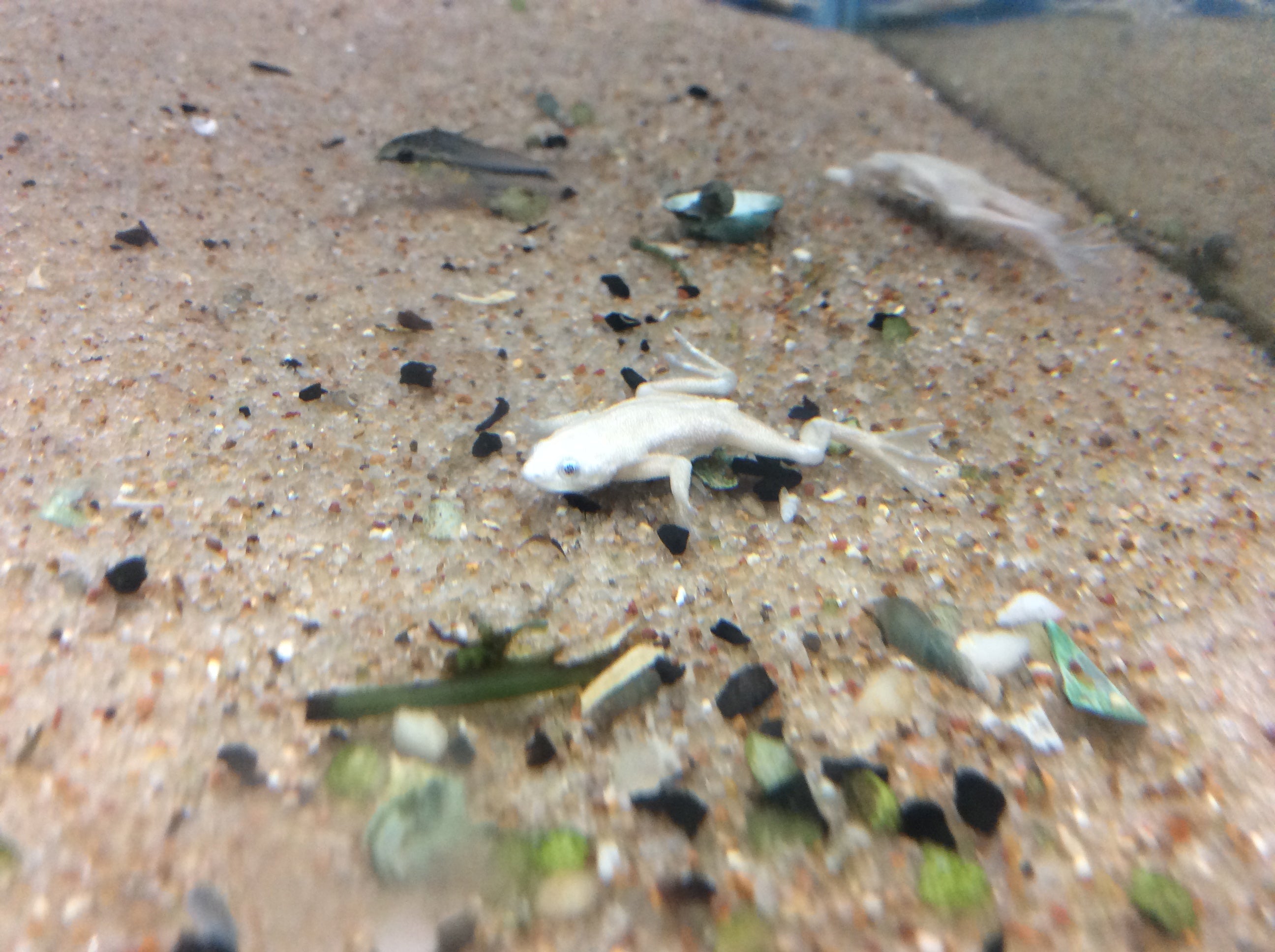 Grenouille naine platine