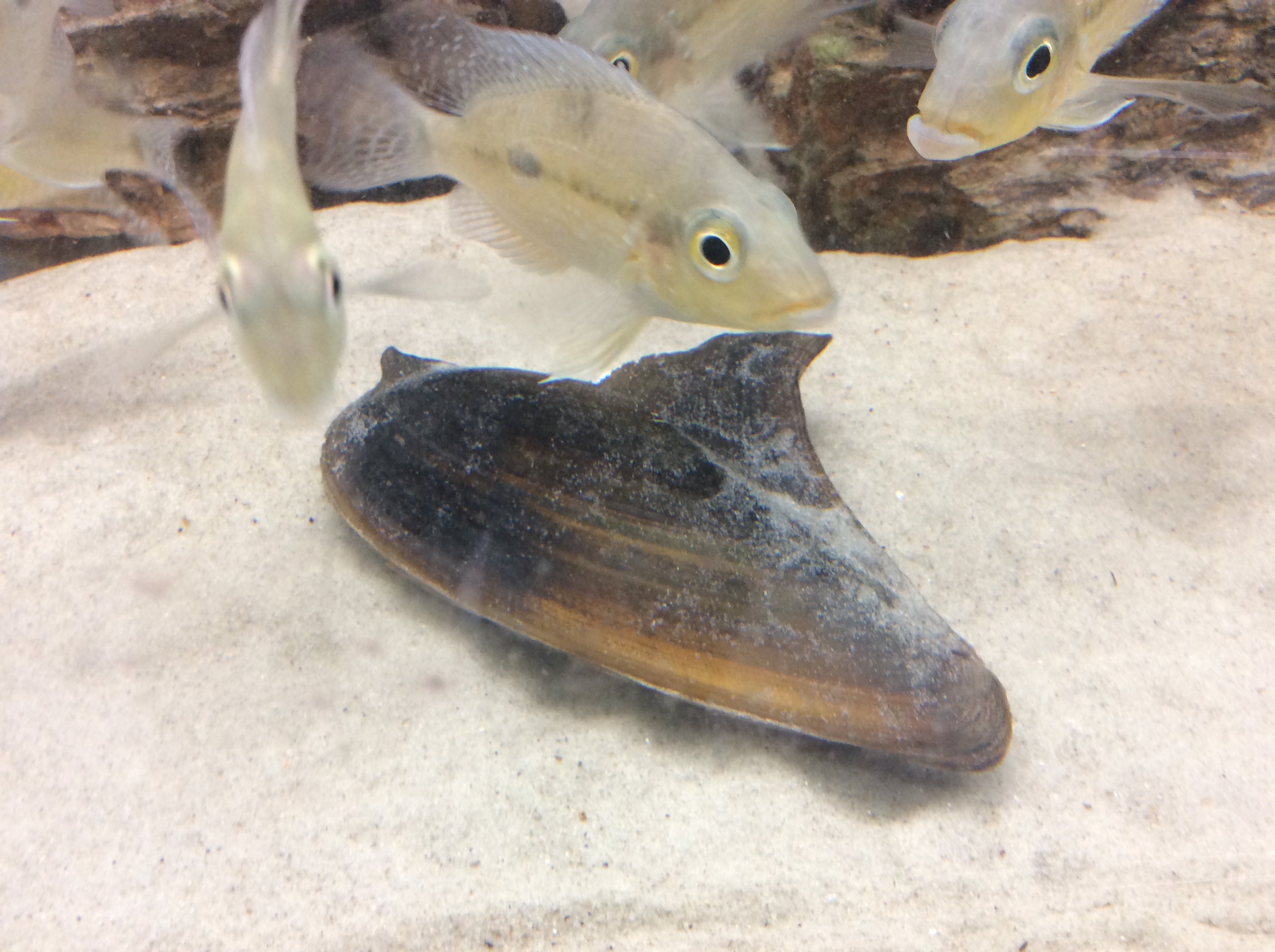 Moule à ailerons de requin