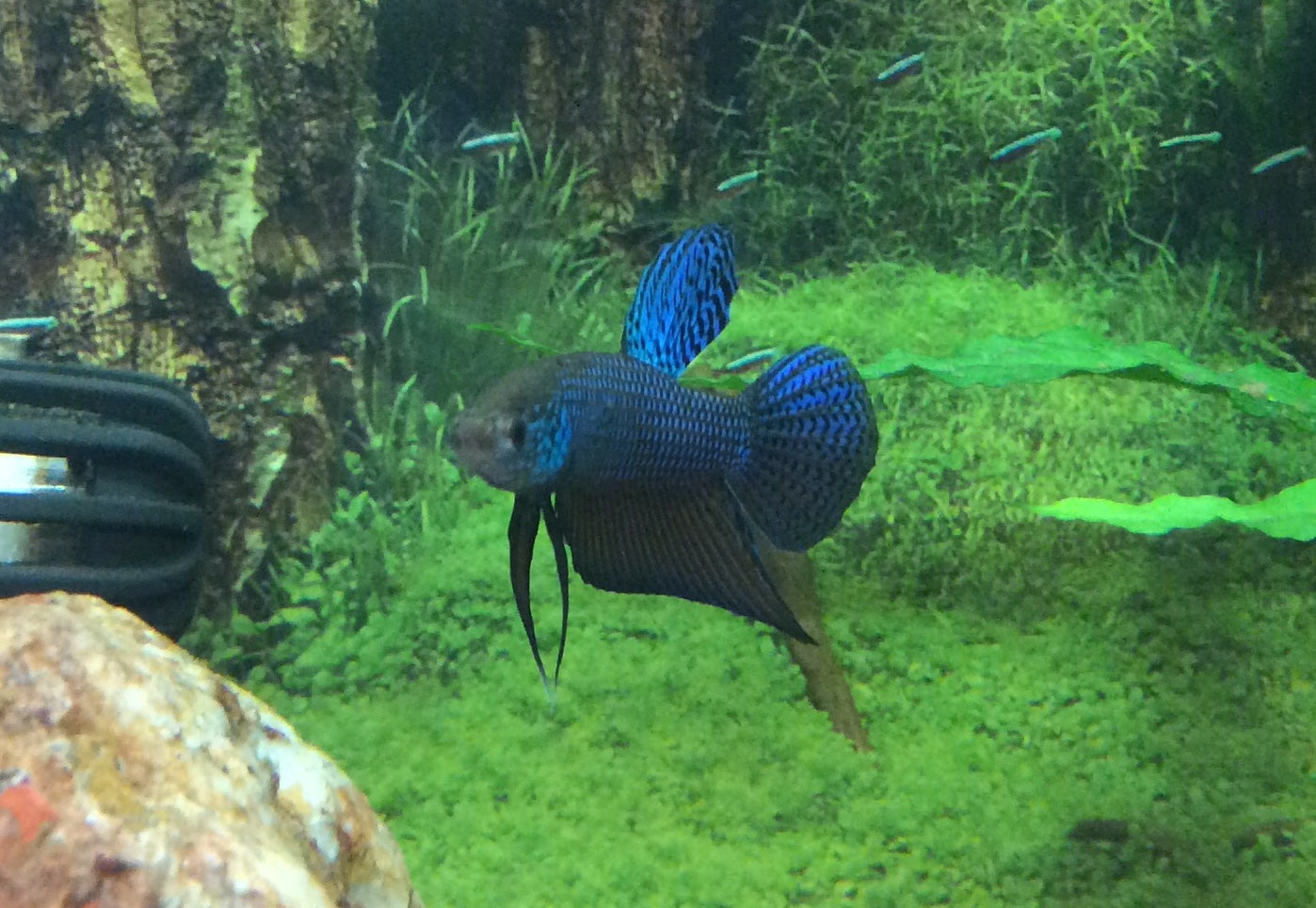 Betta smaragdina 'Guitar' (PAIRS)