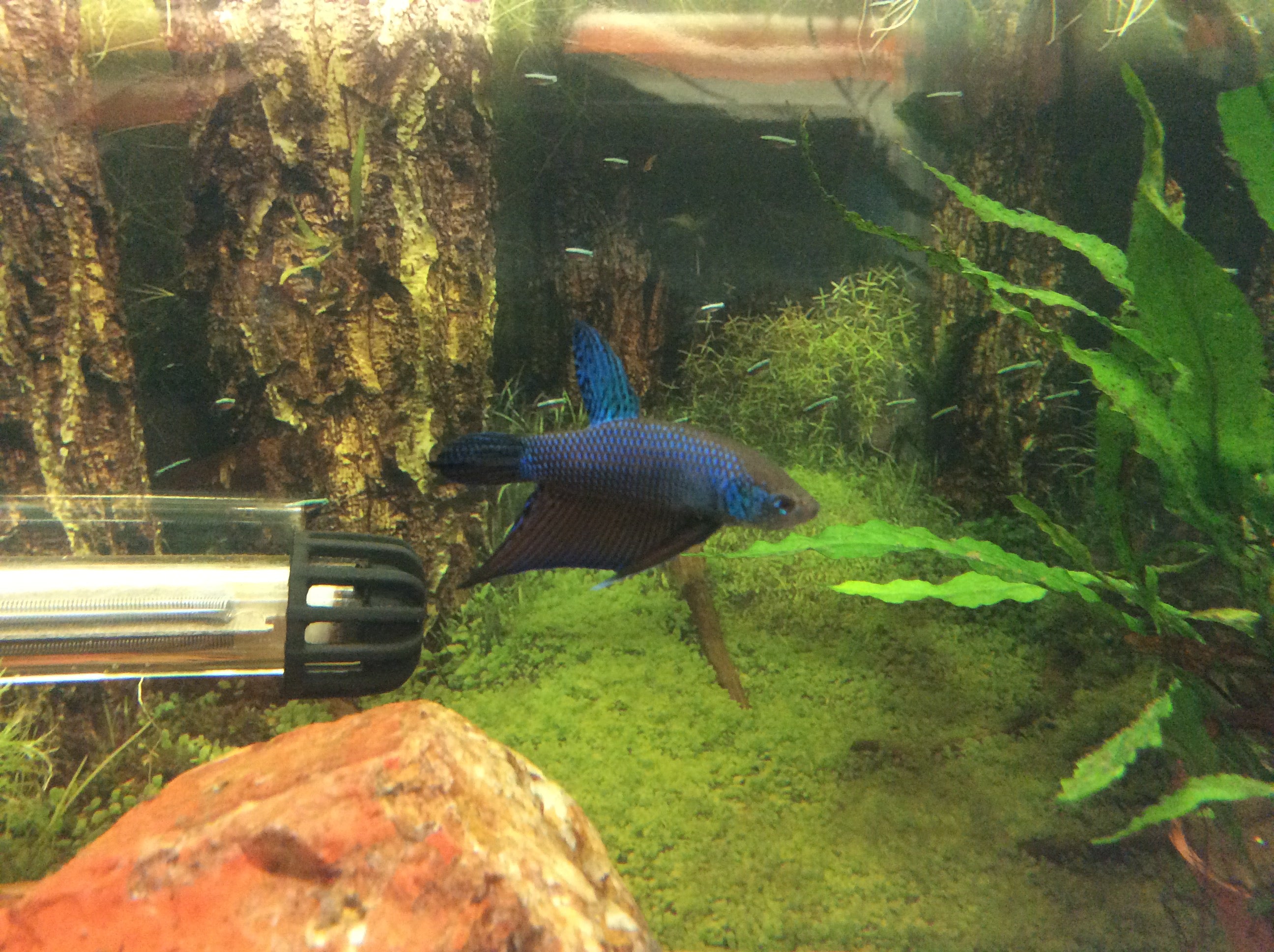 Betta smaragdina 'Guitar' (PAIRS)