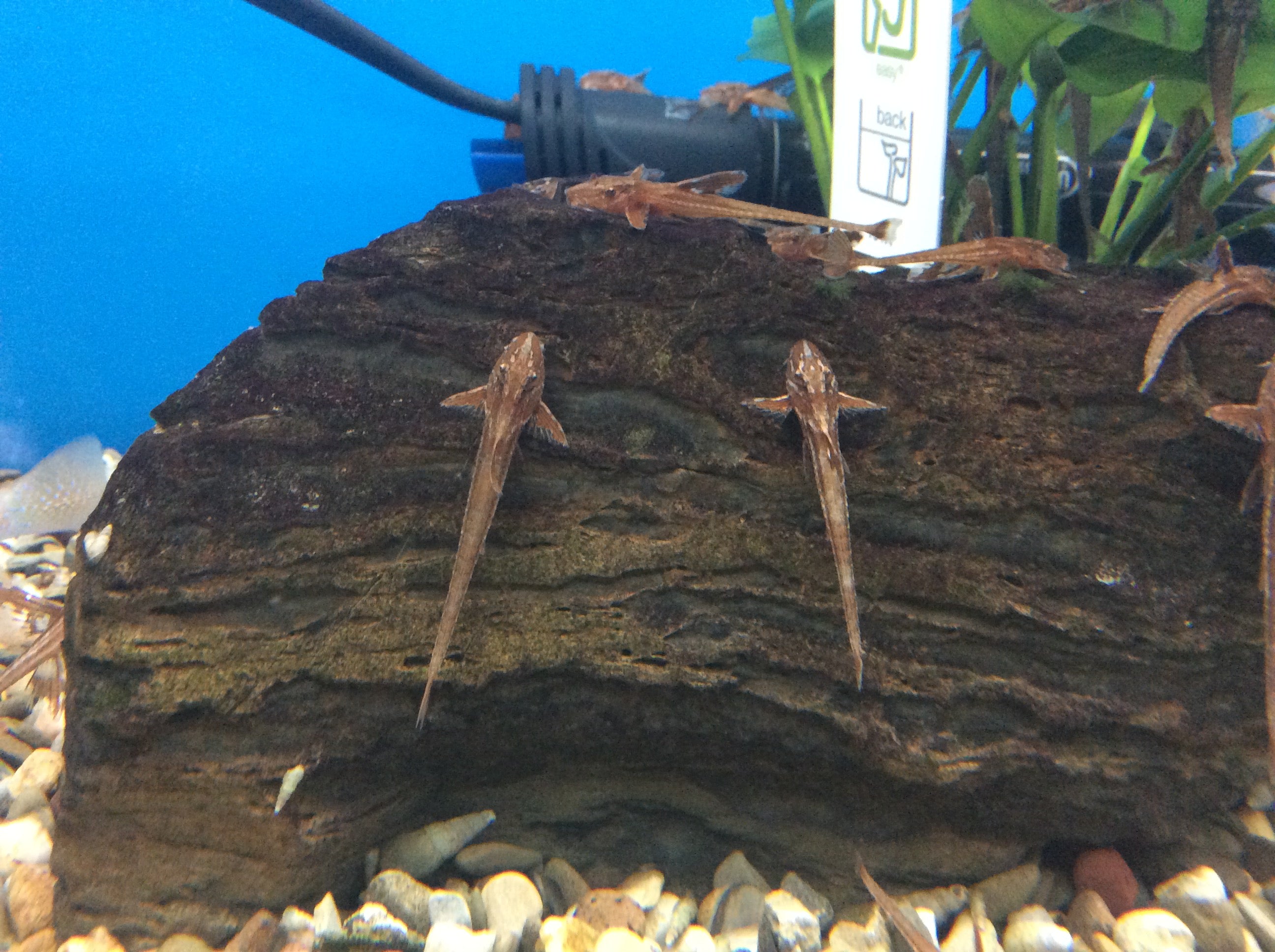 Red Lizard Catfish L10a
