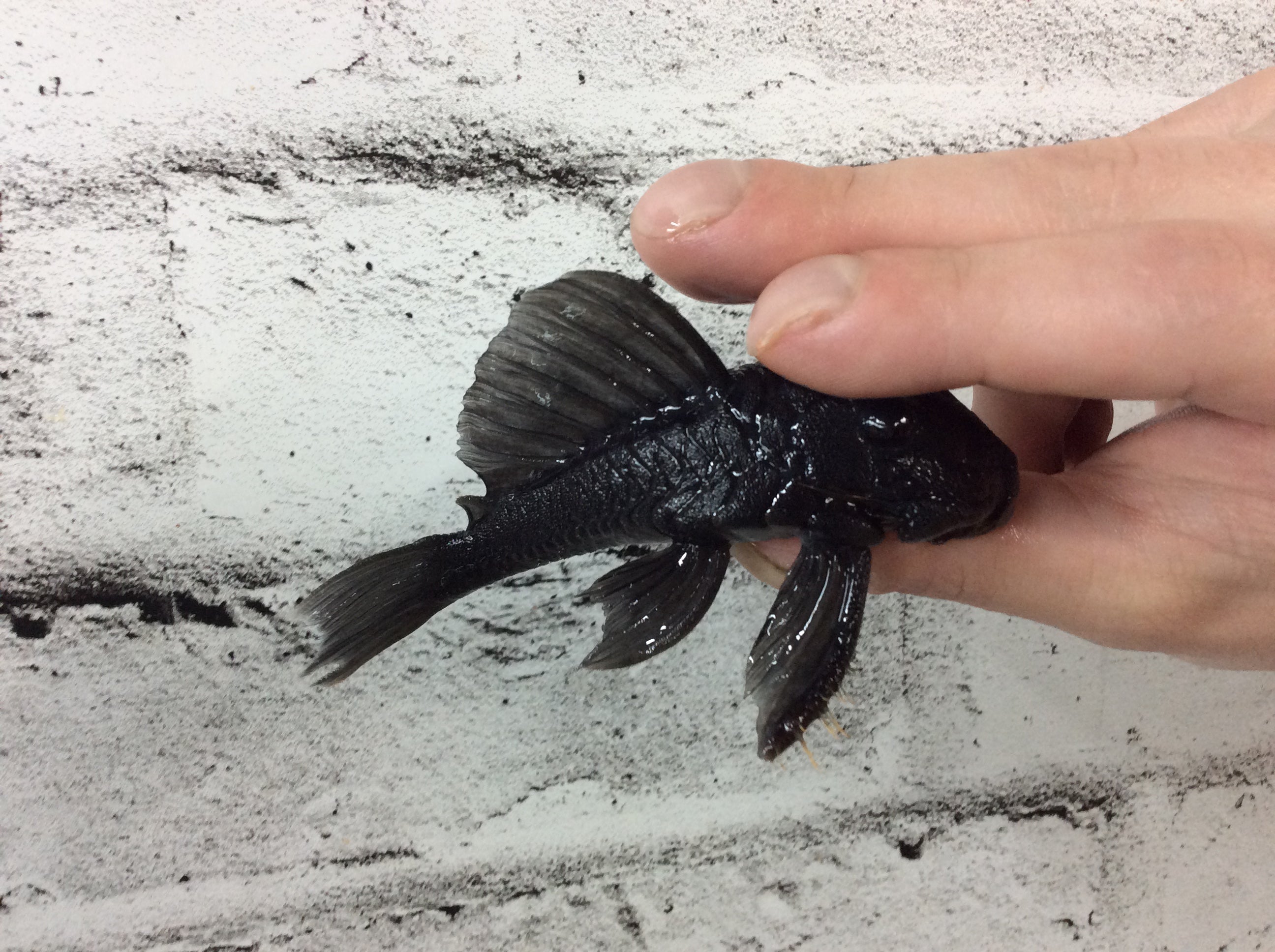 L239 Blue Panaque Pleco