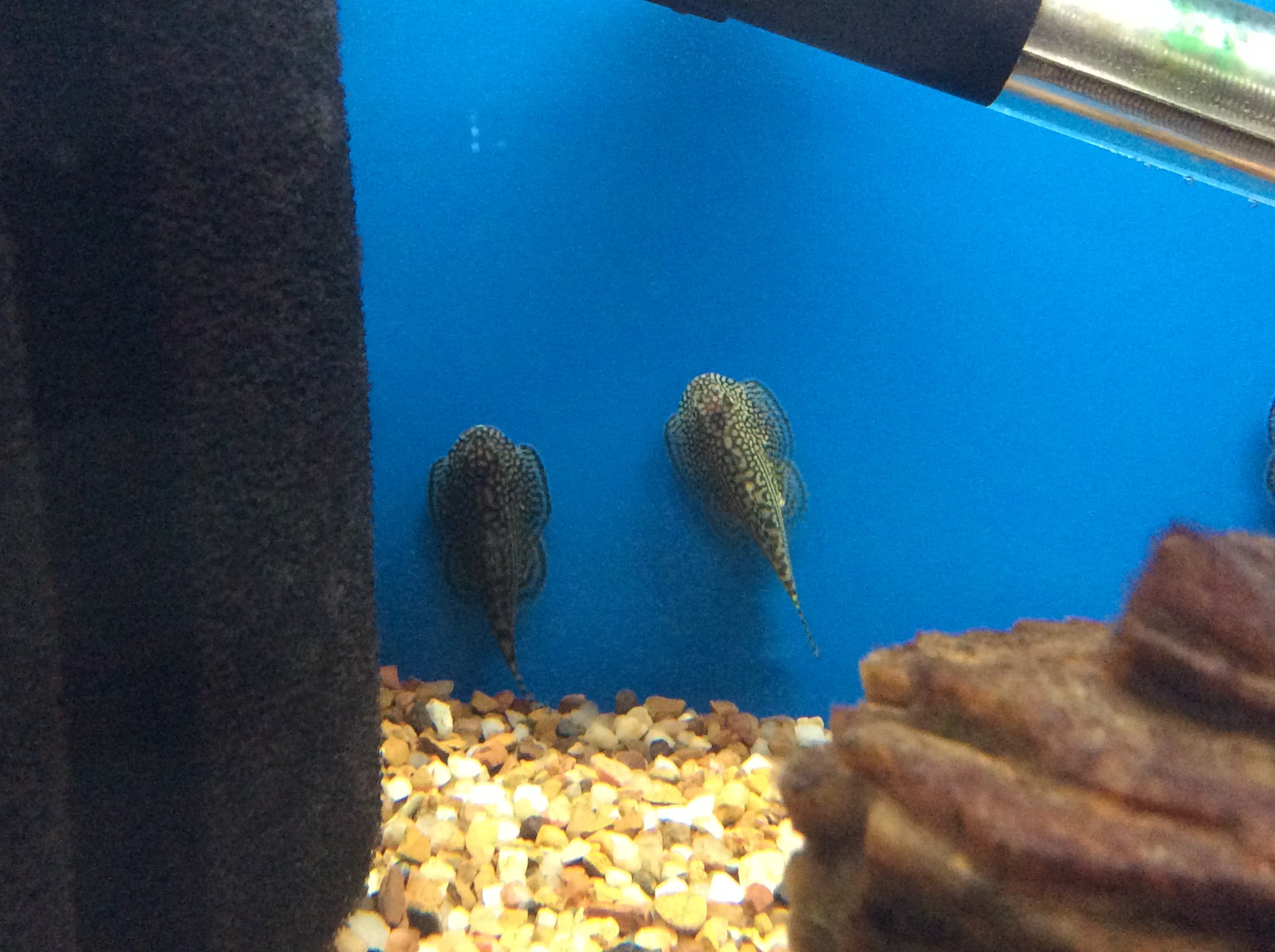 Loche de Hillstream à anneau d'or