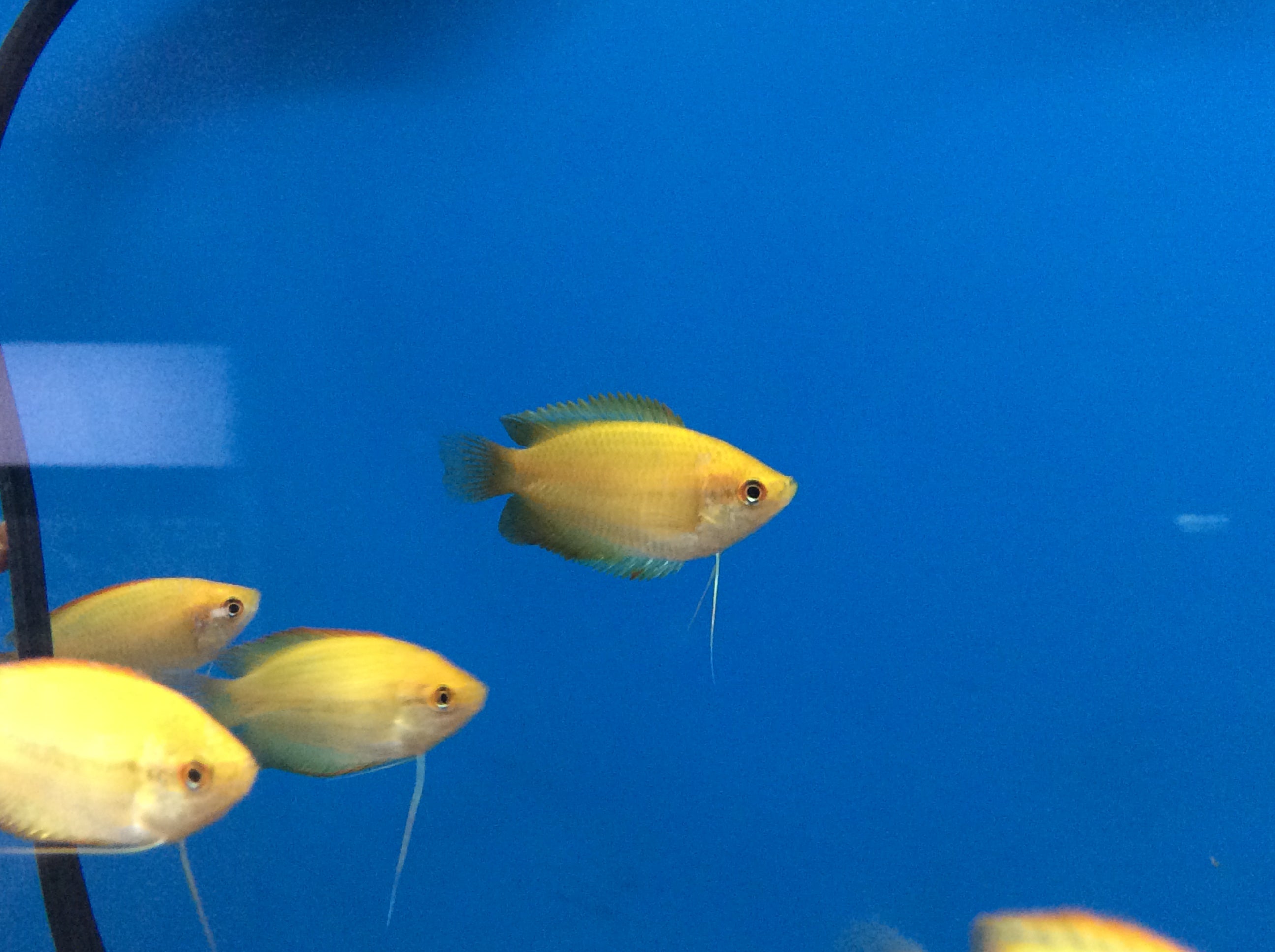 Gourami au miel doré