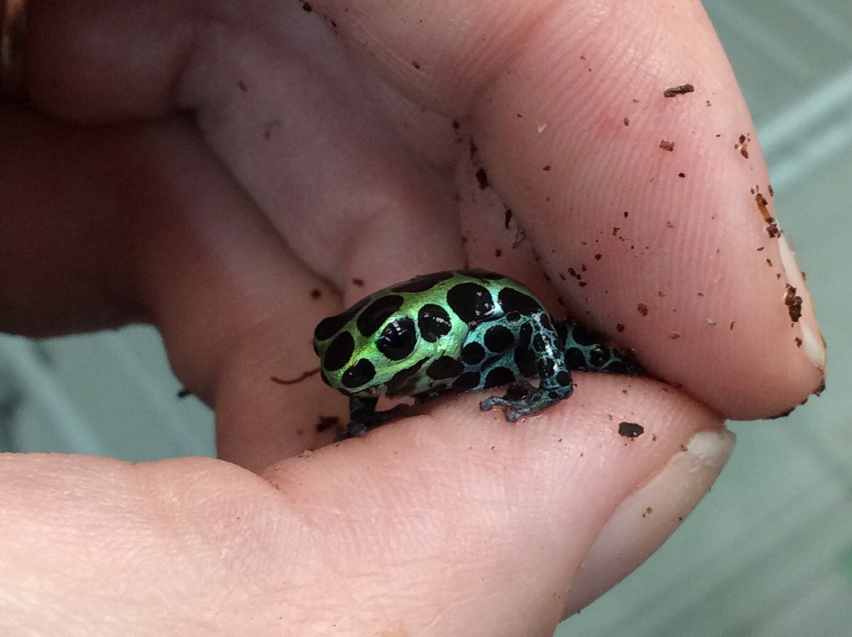 Ranitomeya variabilis 'Southern'