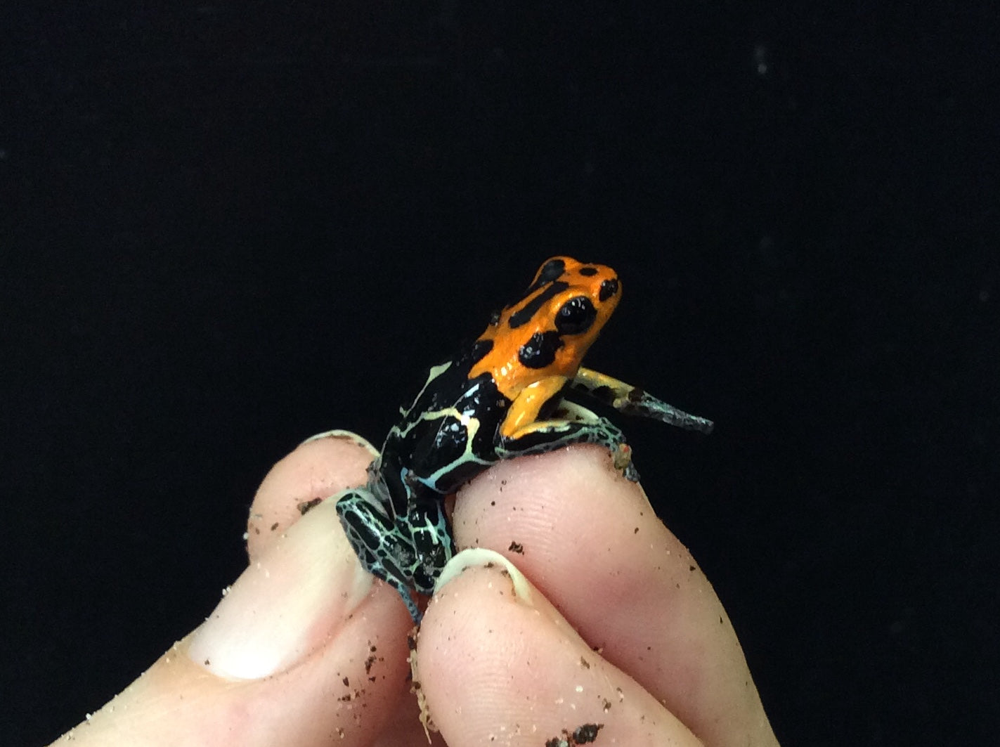 Ranitomeya fantastique 'Varadero'