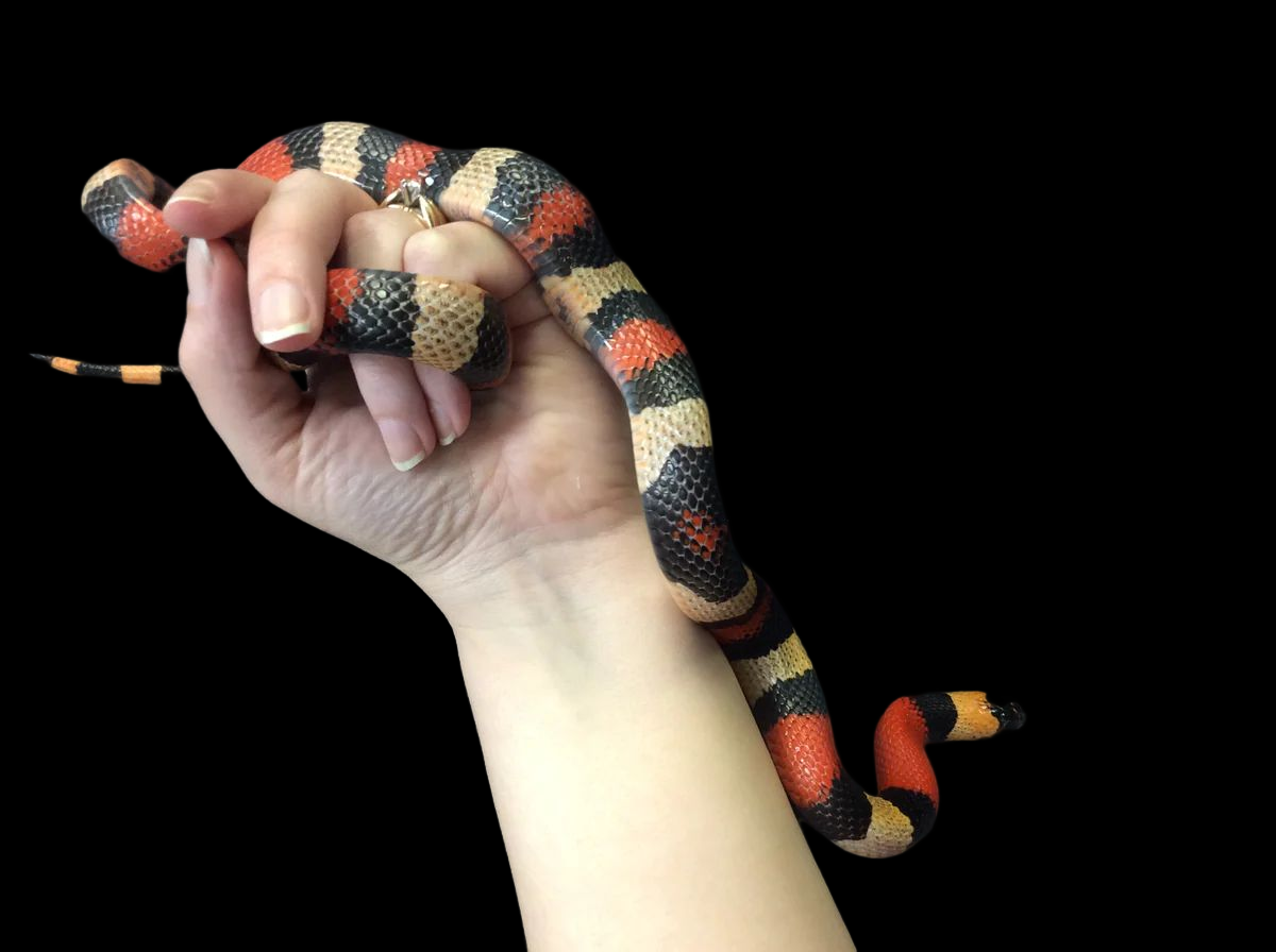 Pueblan Milksnake (Apricot) Male